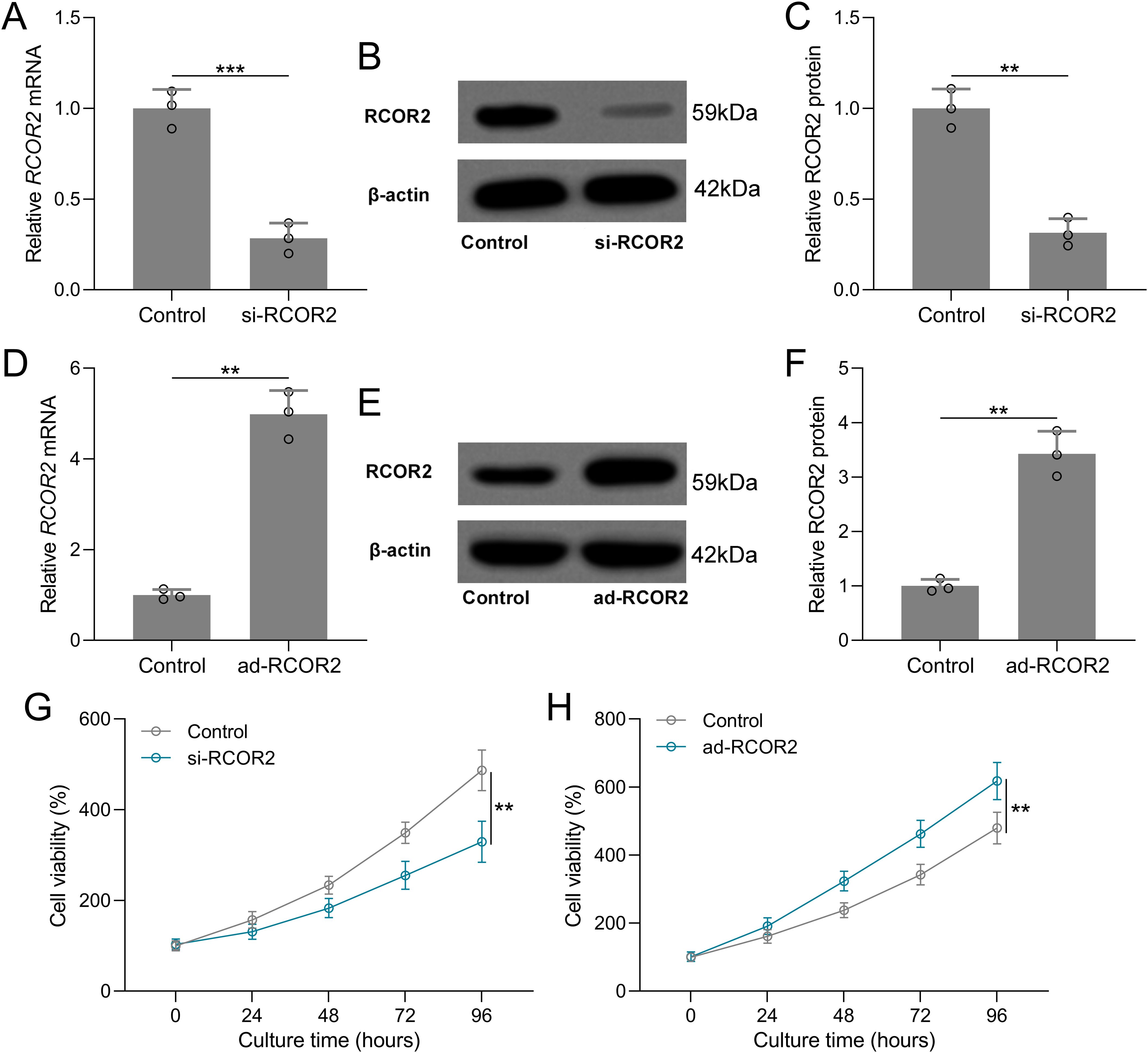Bar graphs and Western blots depict RCOR2 mRNA and protein levels in control, si-RCOR2, and ad-RCOR2 conditions. Graphs A and D show mRNA levels, while B and E provide corresponding Western blots. C and F present protein levels. G and H show cell viability over time, comparing control with si-RCOR2 and ad-RCOR2. Significant differences are indicated with asterisks.