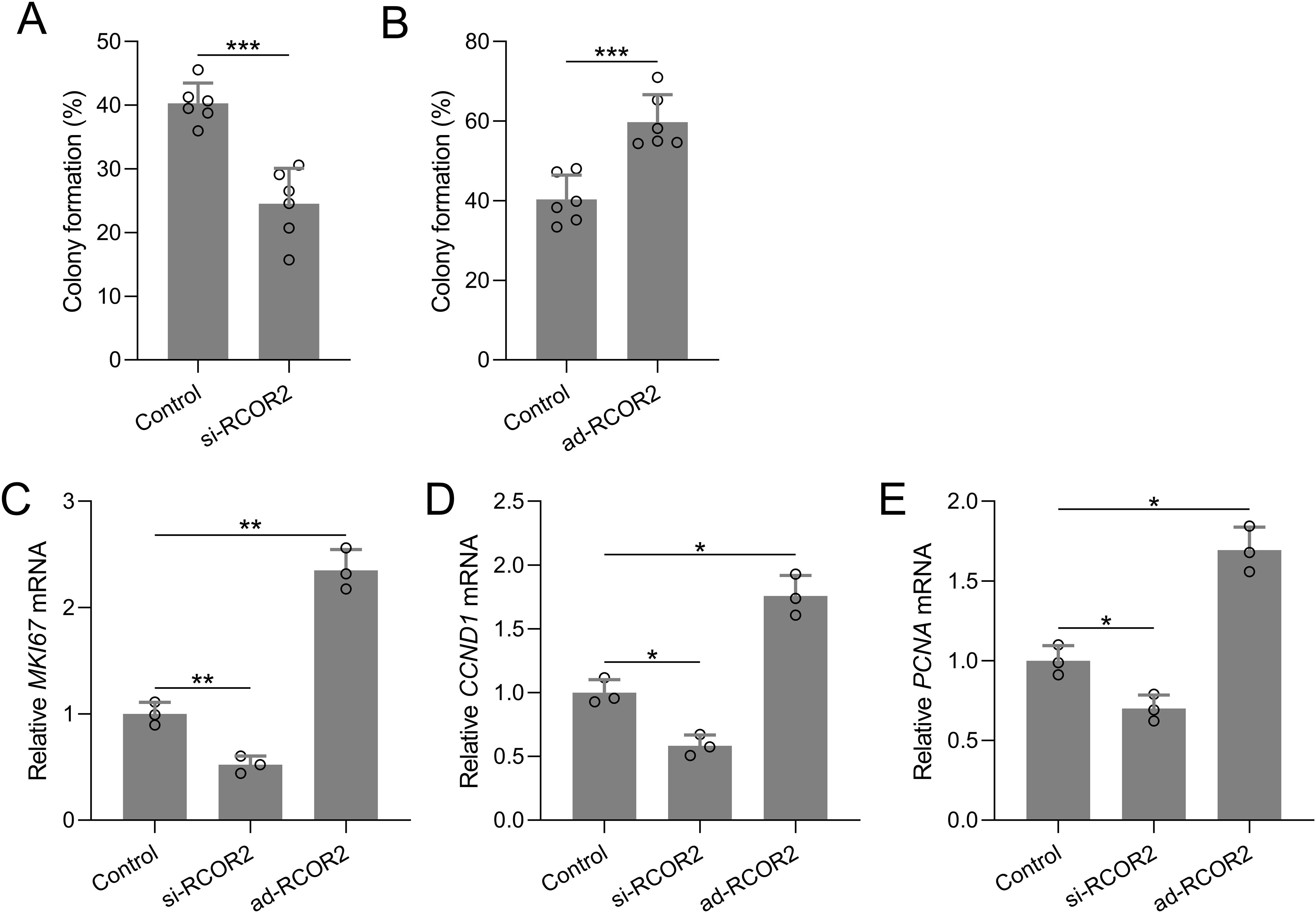 Bar graphs (A-E) showing the effects of si-RCOR2 and ad-RCOR2 on colony formation and mRNA levels of MKI67, CCND1, and PCNA compared to controls. Statistical significance is indicated by asterisks, with three asterisks for p<0.001, two for p<0.01, and one for p<0.05.