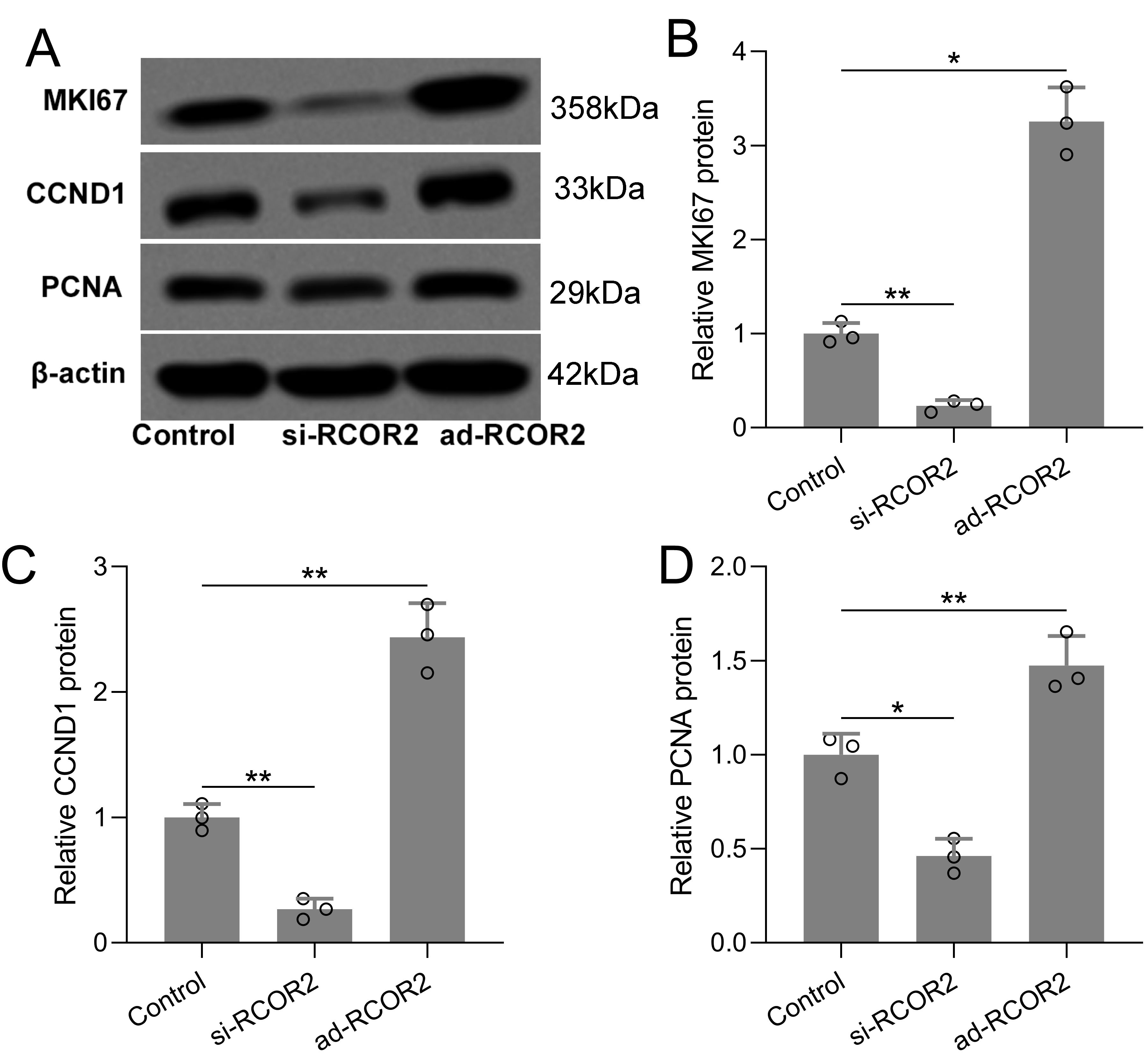 Western blot analysis and bar graphs showing protein expression levels. Panel A displays bands for MKI67, CCND1, PCNA, and β-actin in Control, si-RCOR2, and ad-RCOR2 samples. Panels B, C, and D are bar graphs showing relative expression of MKI67, CCND1, and PCNA, respectively, with statistical significance indicated by asterisks.
