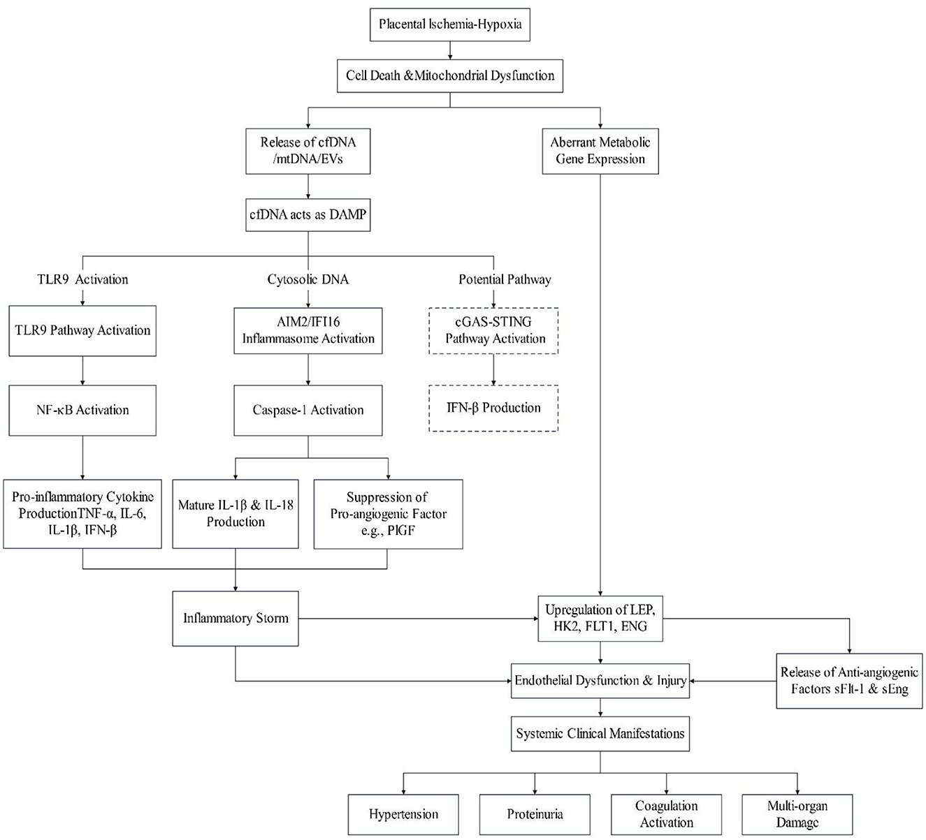 Flowchart illustrating the pathway from placental ischemia-hypoxia leading to cell death, mitochondrial dysfunction, and aberrant metabolic gene expression. This results in the release of cfDNA, mtDNA, and EVs, which act as DAMPs. It shows the activation of TLR9, AIM2/IFI16 inflammasome, and cGAS-STING pathways, leading to pro-inflammatory cytokine production and inflammatory storm. The process also involves the suppression of pro-angiogenic factors and upregulation of various factors, causing endothelial dysfunction, systemic clinical manifestations, hypertension, proteinuria, coagulation activation, and multi-organ damage.