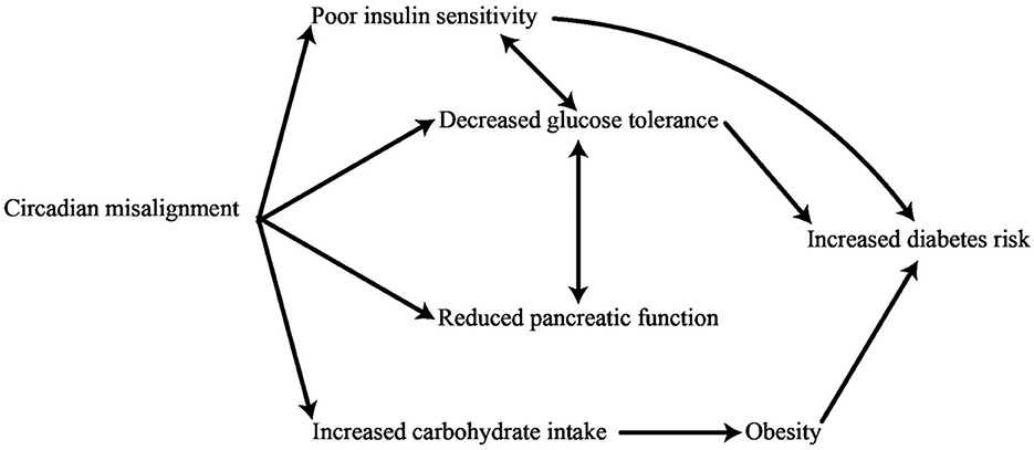Flowchart illustrating the relationship between circadian misalignment and increased diabetes risk. Arrows show connections from circadian misalignment to poor insulin sensitivity, decreased glucose tolerance, and increased carbohydrate intake. Decreased glucose tolerance leads to increased diabetes risk. Reduced pancreatic function is linked to decreased glucose tolerance and increased carbohydrate intake, contributing to obesity and further diabetes risk.