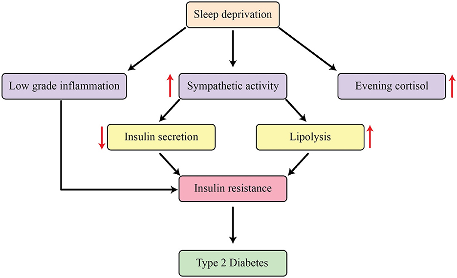 Flowchart illustrating how sleep deprivation contributes to type 2 diabetes. Sleep deprivation influences low-grade inflammation, sympathetic activity, and evening cortisol. These factors affect insulin secretion and lipolysis, leading to insulin resistance and eventually type 2 diabetes. Arrows indicate direction and relationships, with red arrows for increase and a red arrow pointing down for decrease.