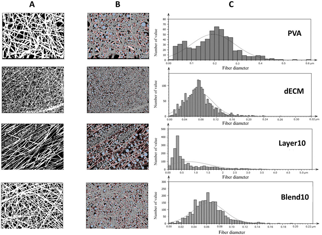 Three columns labeled A, B, and C. Column A shows black and white microscopic images of fiber networks. Column B displays similar images with color overlays indicating analysis with highlighted areas. Column C has four histograms titled PVA, dECM, Layer10, and Blend10, showing distributions of fiber diameters. Each histogram depicts the number of values versus fiber diameter in micrometers, with varying distribution curves.