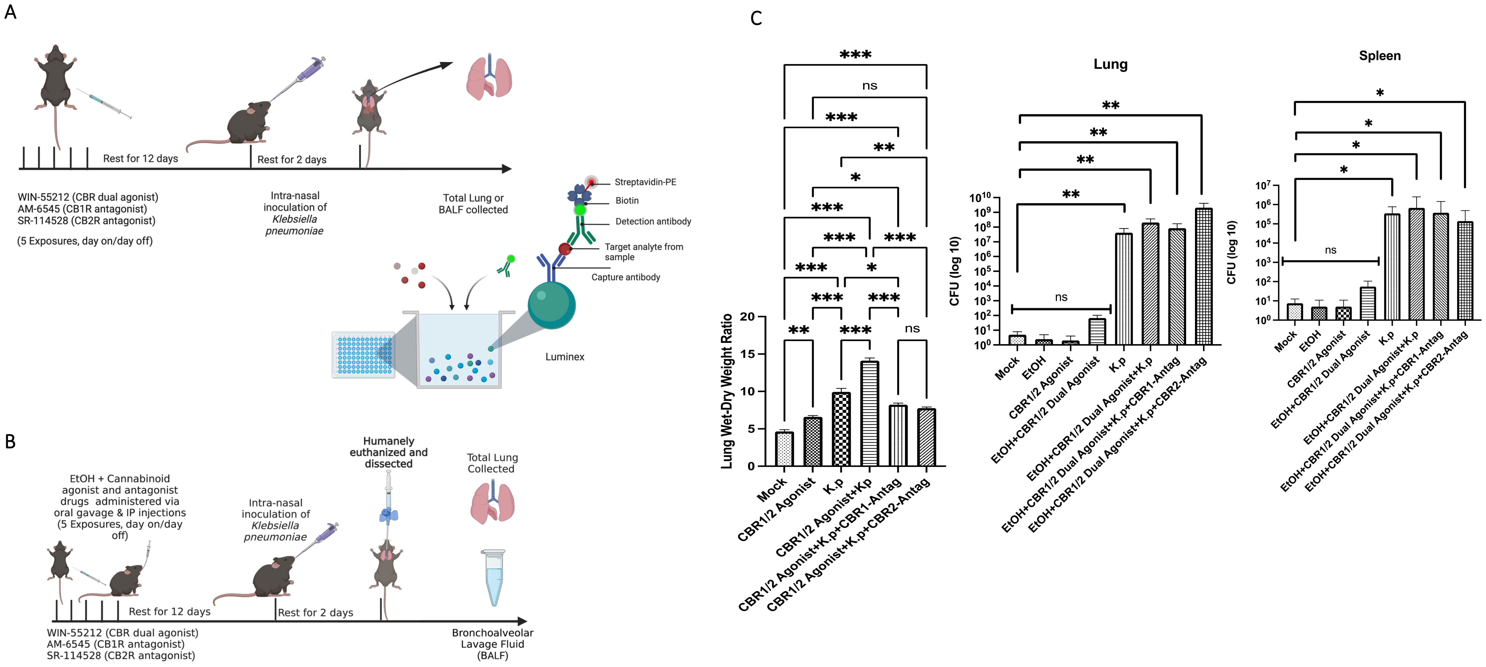 Diagram showing experimental setups and results for studying the effects of cannabinoid receptor modulators in mice. Panels A and B outline the timelines with drug administration and treatments, including inoculation with Klebsiella pneumoniae, followed by lung or BALF collection for analysis. Panel C presents bar graphs depicting wet-dry weight ratios and colony-forming unit counts in the lung and spleen, with statistical significance indicated by asterisks and ānsā for not significant.