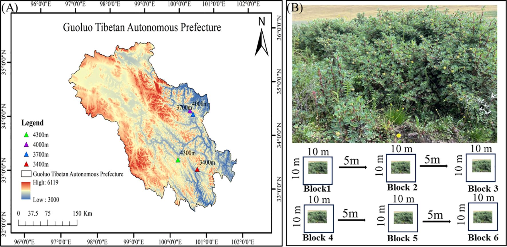 Map of Guoluo Tibetan Autonomous Prefecture shows elevation with a range from 3,000 to 6,119 meters, marked by color gradient and various elevation points. Next to it, an image of dense shrubbery with labeled blocks indicating plant plots, each 10 meters square, spaced 5 meters apart.