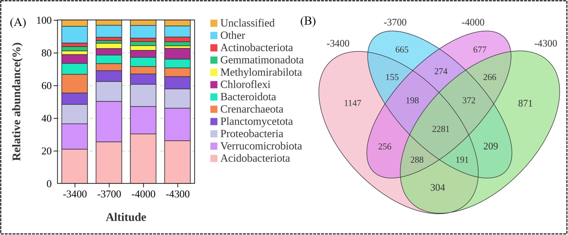 (A) Bar graph showing relative abundance percentages of various bacterial groups at four altitudes (-3400, -3700, -4000, -4300). Groups include Acidobacteriota, Verrucomicrobiota, Proteobacteria, and others, color-coded. (B) Venn diagram illustrating shared and unique bacterial groups at the same altitudes, with numbers indicating counts within intersections and exclusive areas.