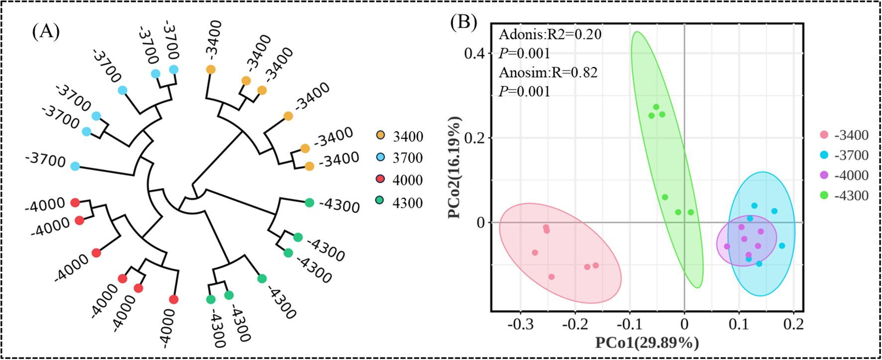 Diagram (A) displays a phylogenetic tree with data points at -3400 (orange), -3700 (blue), -4000 (red), and -4300 (green). Chart (B) shows a PCA plot with clusters of the same color scheme. Adonis and Anosim statistics support significant differences among groups.