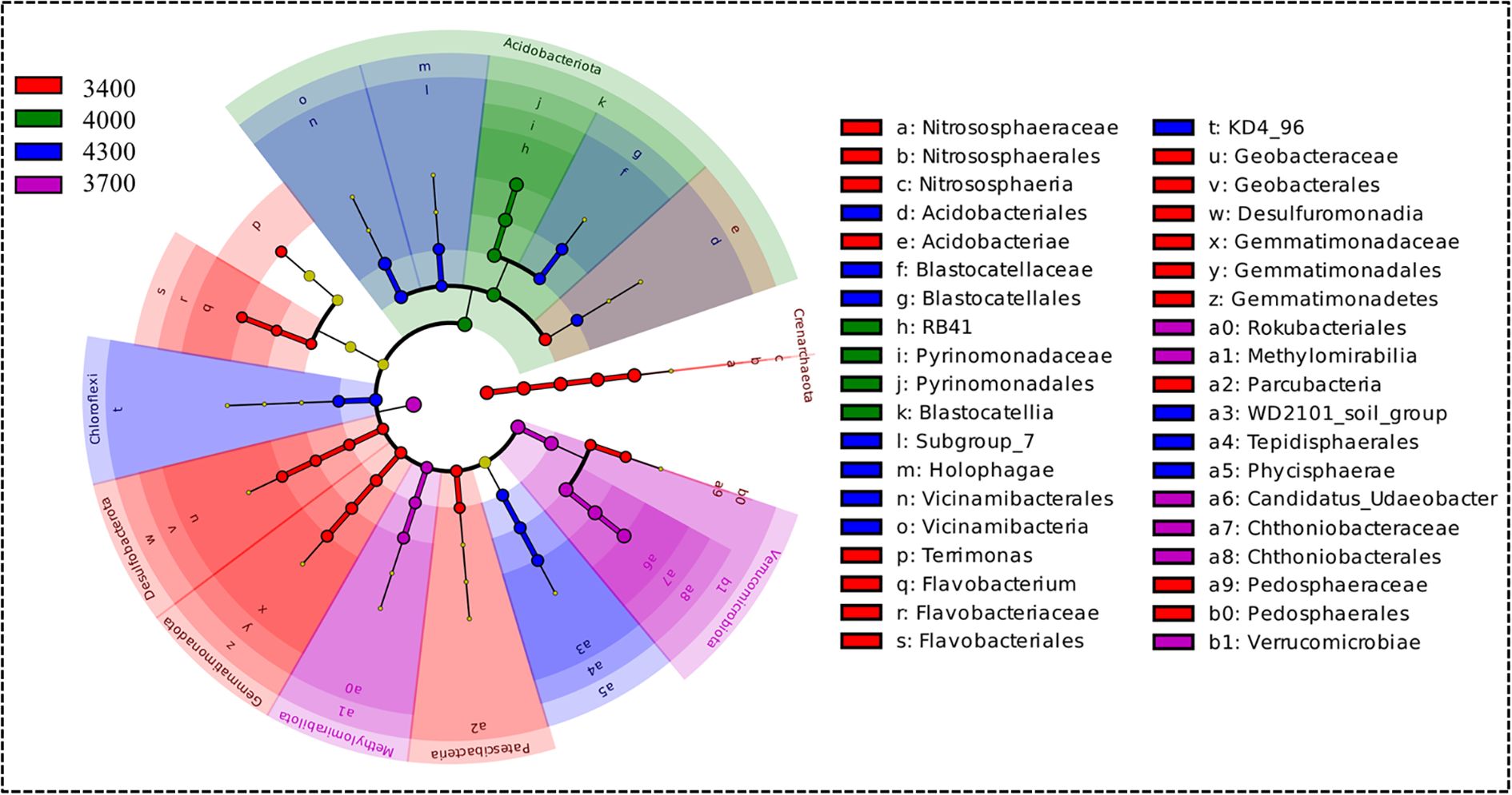 Circular phylogenetic tree diagram illustrating relationships among various microbial taxa. Different colored sections correspond to distinct groups: red (3400), green (4000), blue (4300), and purple (3700). Labels like “Acidobacteriota” and “Chloroflexi” indicate major clades, with species names such as Nitrososphaeraceae, Geobacteraceae, and Gemmatimonadaceae listed alongside in a legend. The diagram conveys evolutionary relationships across microbial lineages.
