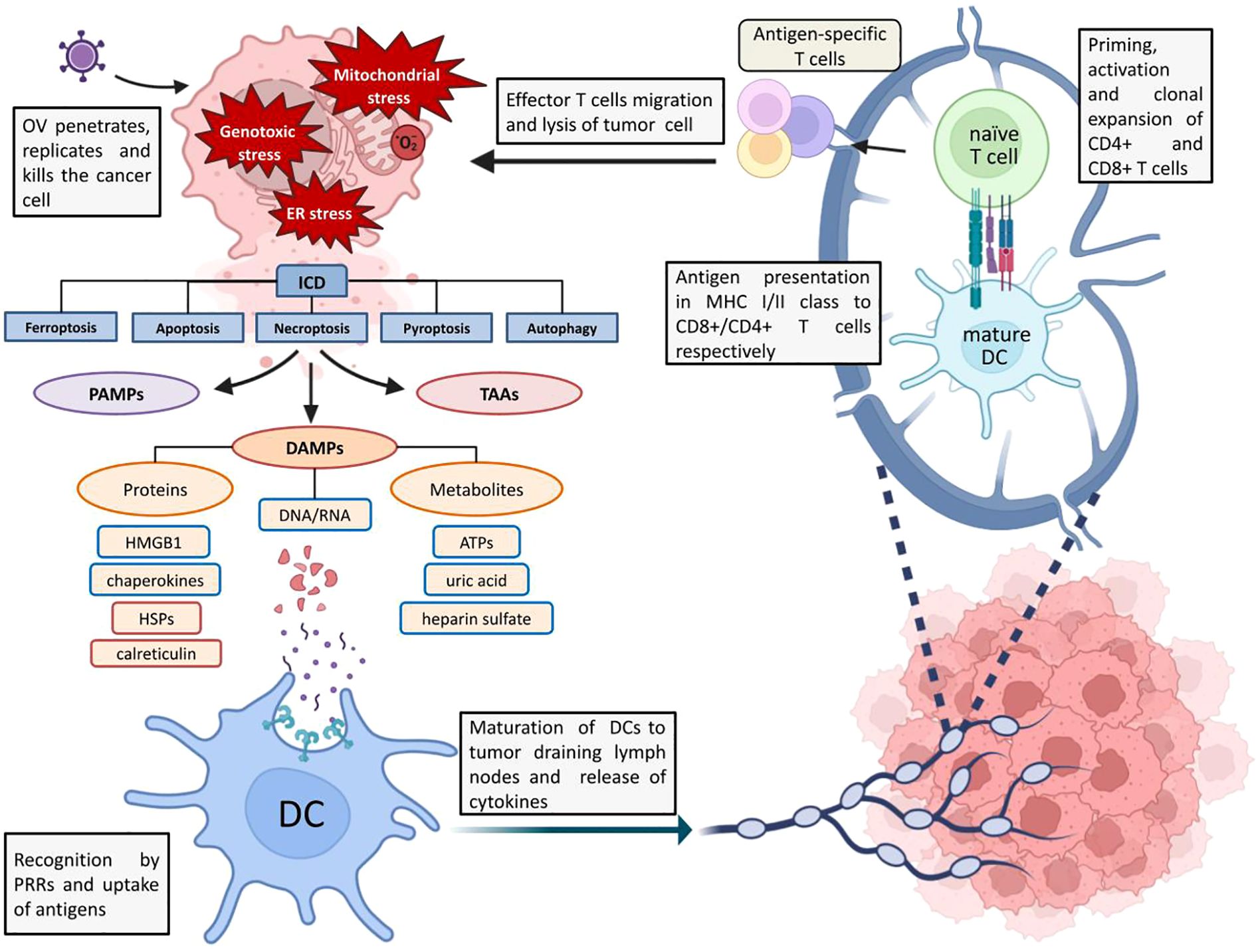 Diagram illustrating the process of an oncolytic virus (OV) penetrating and killing a cancer cell, leading to genotoxic, ER, and mitochondrial stress. This triggers immunogenic cell death (ICD) pathways, including ferroptosis and pyroptosis, releasing pathogen-associated (PAMPs) and tumor-associated antigens (TAAs). Damage-associated molecular patterns (DAMPs) like proteins and metabolites stimulate dendritic cell (DC) maturation. Antigen presentation activates CD4+ and CD8+ T cells, promoting their expansion, migration, and tumor cell lysis.