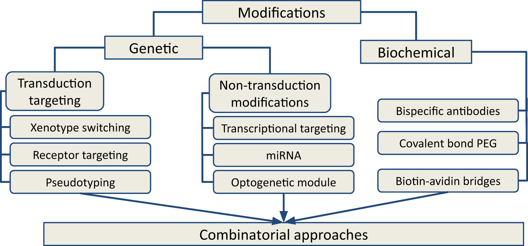 Flowchart illustrating modifications divided into genetic and biochemical categories. Genetic includes transduction targeting and non-transduction modifications. Biochemical includes bispecific antibodies, covalent bond PEG, and biotin-avidin bridges. Converges into combinatorial approaches.