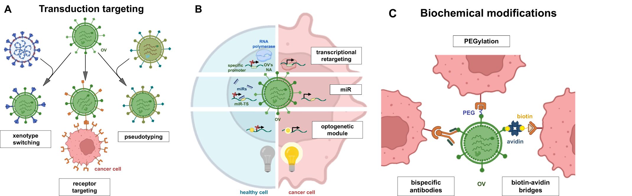 Diagram illustrating oncolytic virus engineering strategies. A. Transduction targeting includes xenotype switching, receptor targeting, and pseudotyping to target cancer cells. B. Non-transduction modifications involve transcriptional retargeting, miRNA usage, and optogenetic modules to enhance specificity and control. C. Biochemical modifications encompass PEGylation, use of bispecific antibodies, and biotin-avidin bridges for improving delivery and targeting.