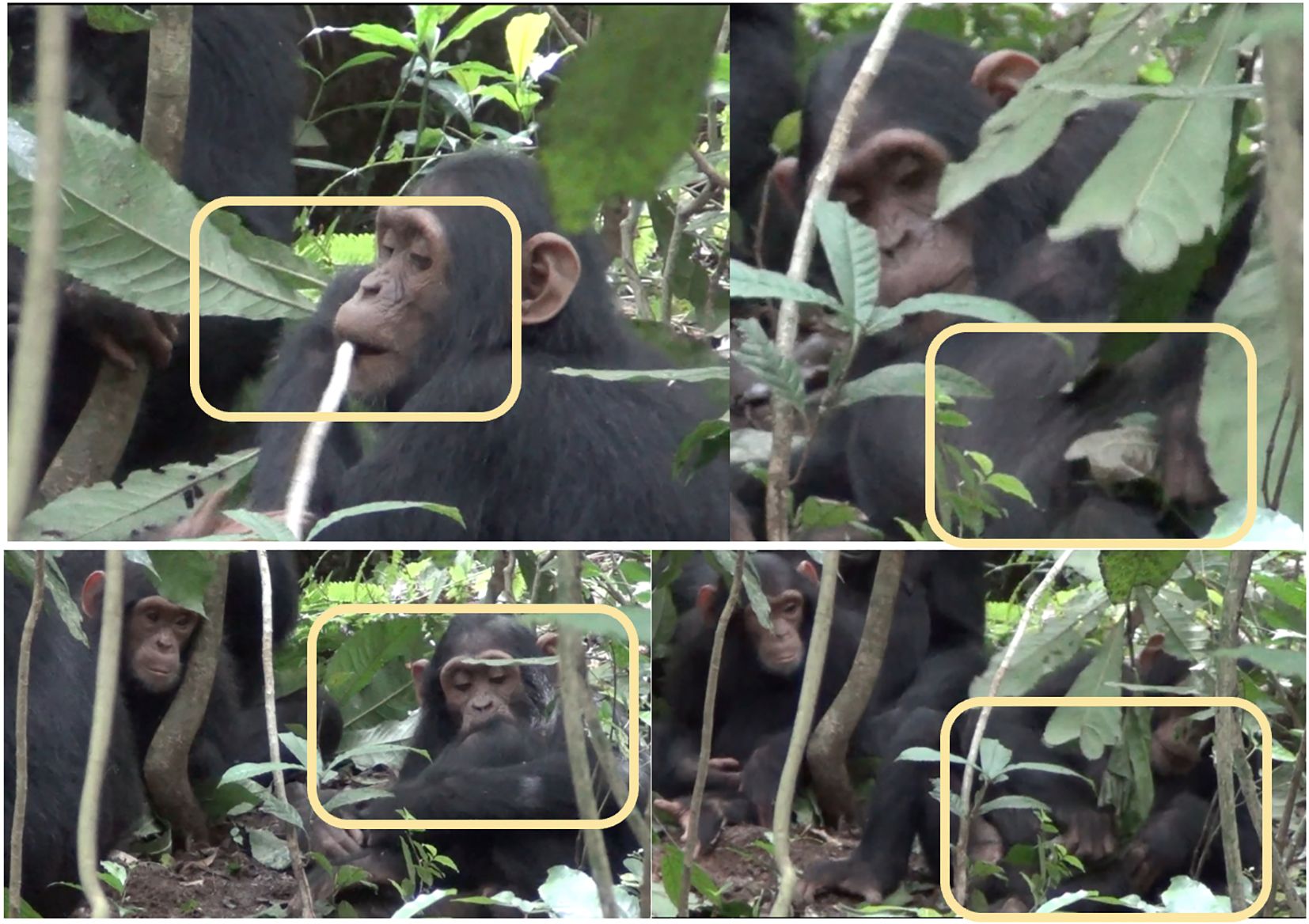 Figure shows six photos which depict a juvenile chimp in the Sonso community using multiple plant parts for wound care.