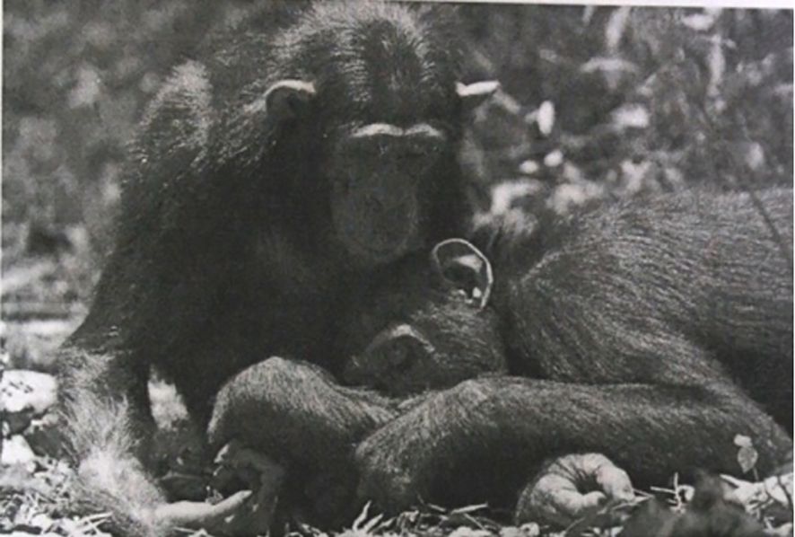 Figure shows two chimpanzees on the forest floor. One chimpanzee is licking the wound of the other.