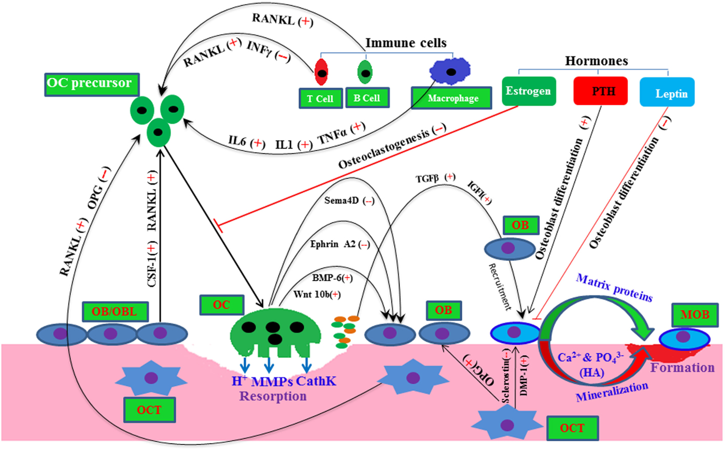 buy natural proteinase inhibitors