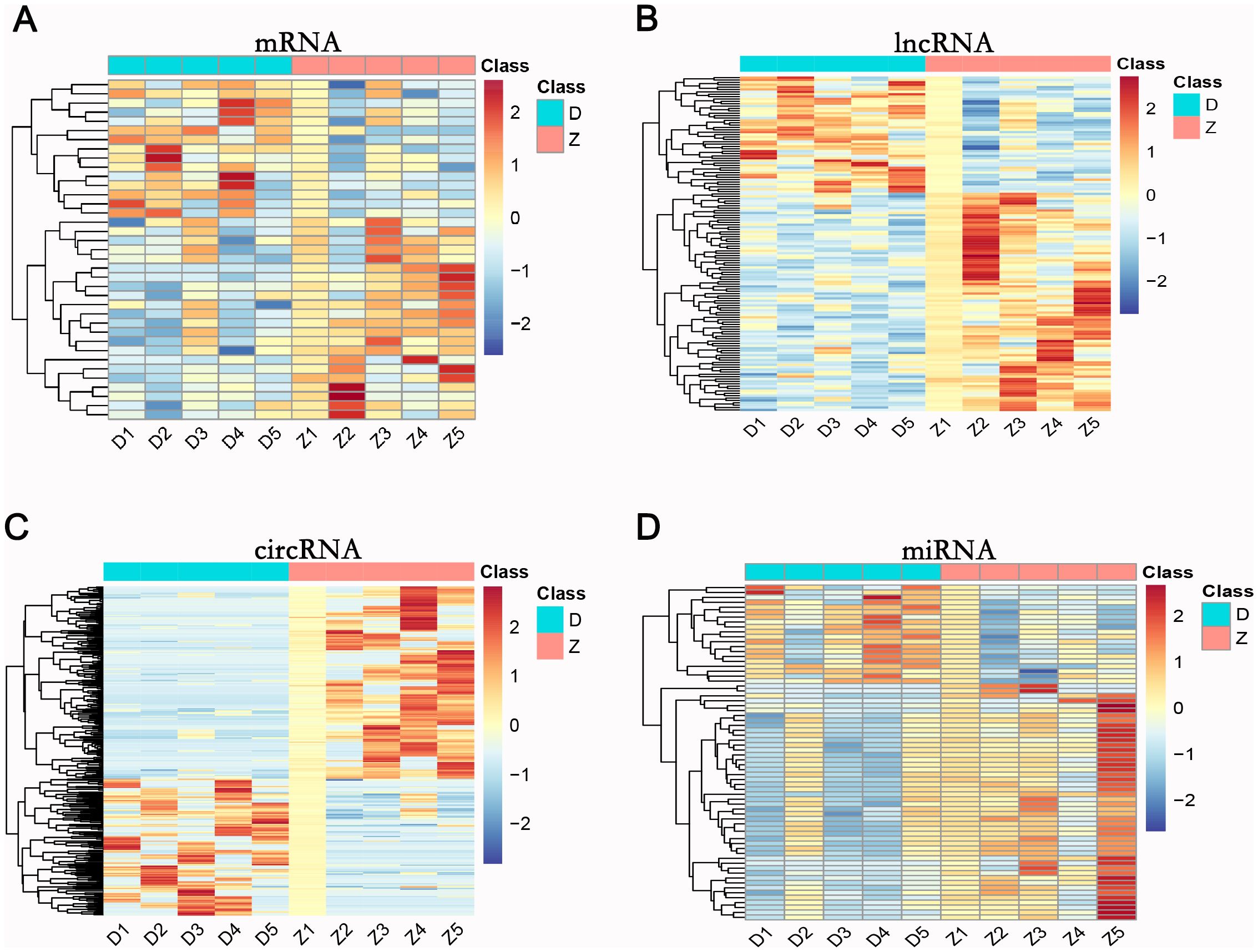 Heatmap panels A, B, C, and D display expression levels of mRNA, lncRNA, circRNA, and miRNA, respectively. Each panel shows samples labeled D1 to D5 and Z1 to Z5, categorized by Class D and Z. Expression levels range from -2 to 2, indicated by blue (low) to red (high).