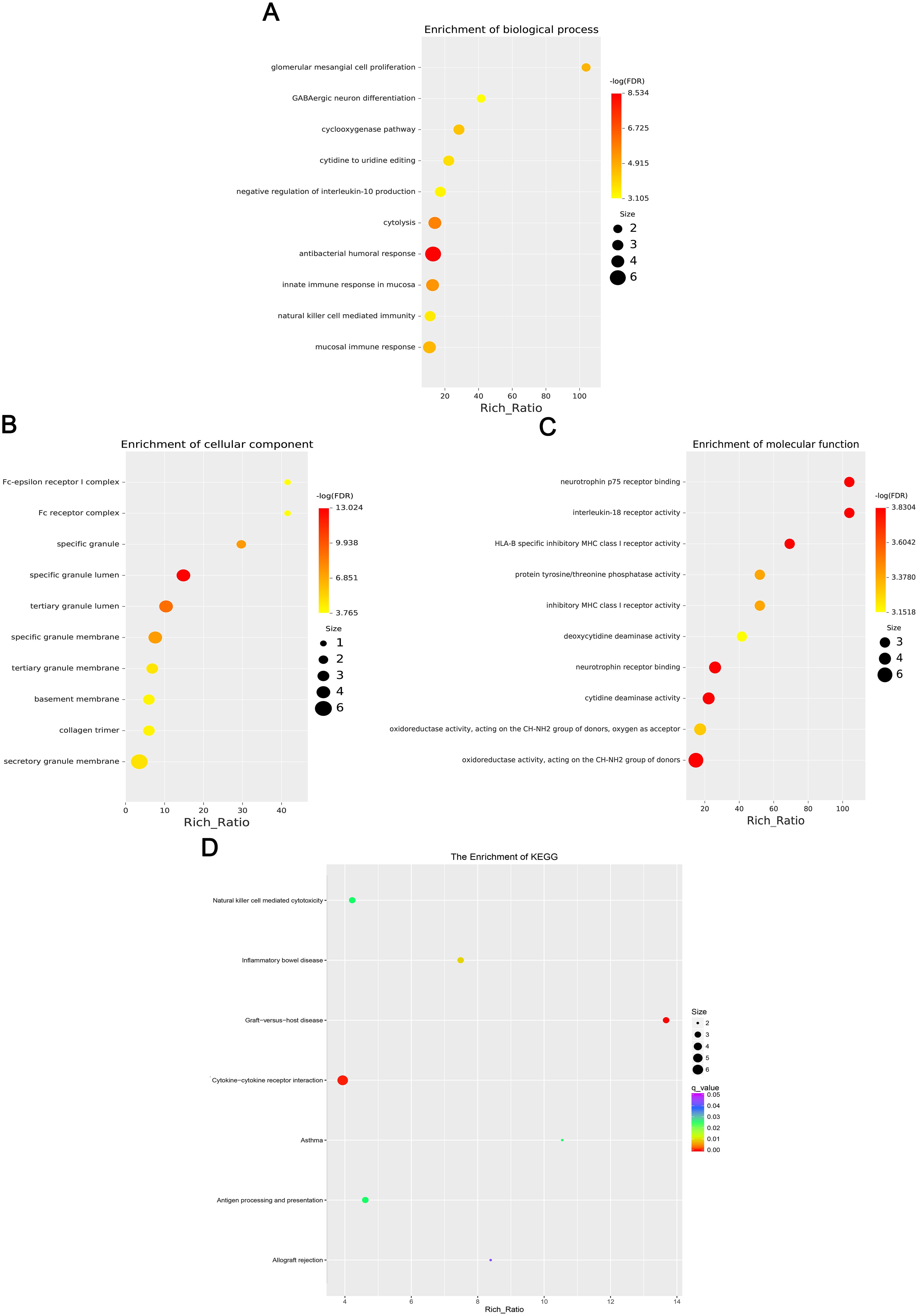 Four scatter plots labeled A, B, C, and D display various enrichments. A shows biological processes, B shows cellular components, C shows molecular functions, and D shows KEGG enrichment. Dots vary in color and size, indicating different -log(FDR) values and sizes based on a legend. The x-axis shows Rich Ratio for all plots.