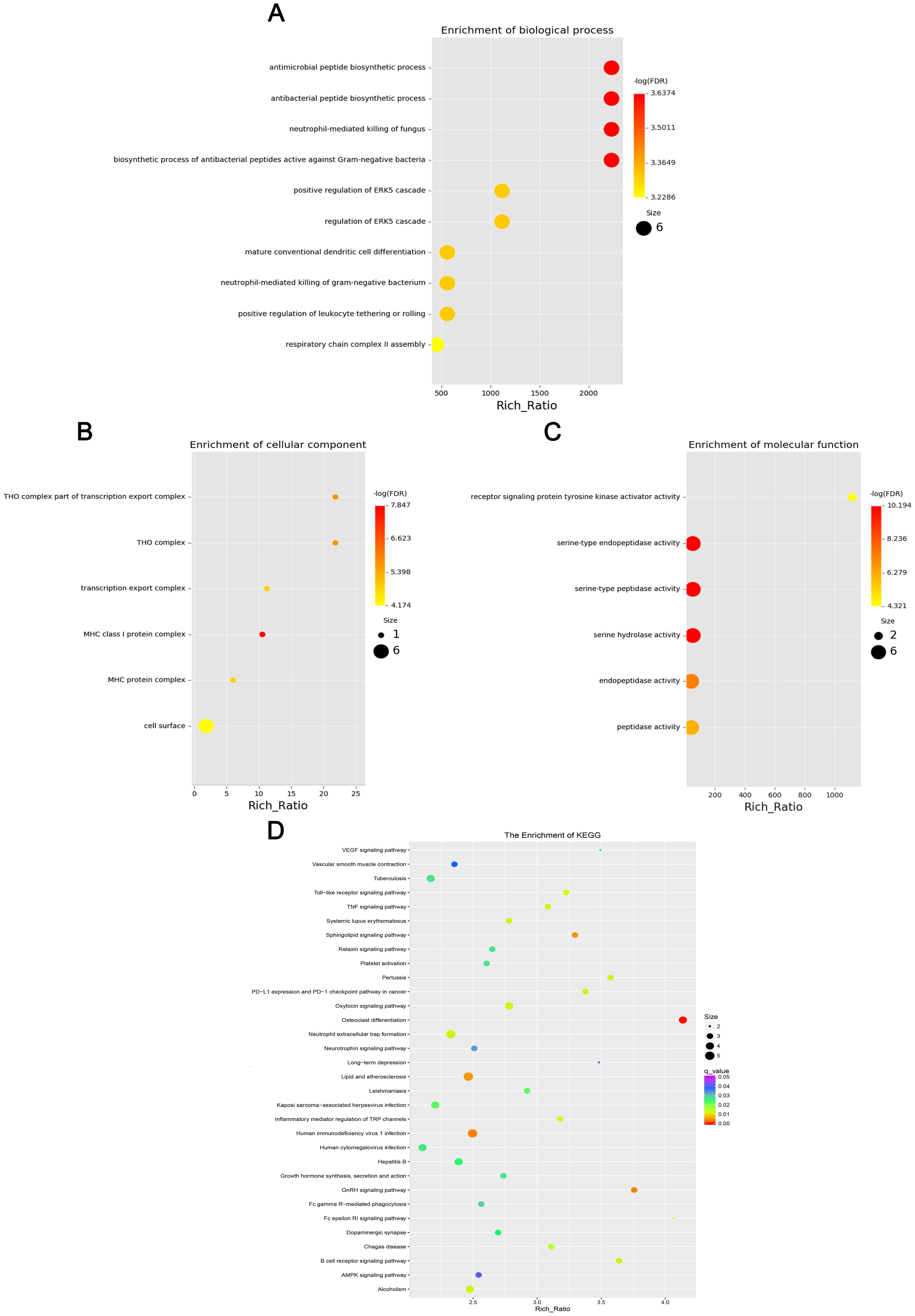 Four dot plots representing various enrichments: A) Biological processes with large, red dots for high enrichment, including antimicrobial peptide biosynthetic processes. B) Cellular components with smaller, multicolored dots, focusing on THO complex. C) Molecular functions with red and yellow dots, highlighting receptor signaling protein activity. D) KEGG pathways with a color gradient, showing different pathway enrichments like VEGF signaling. Each plot features a Rich Ratio on the x-axis and varying dot sizes indicating significance.