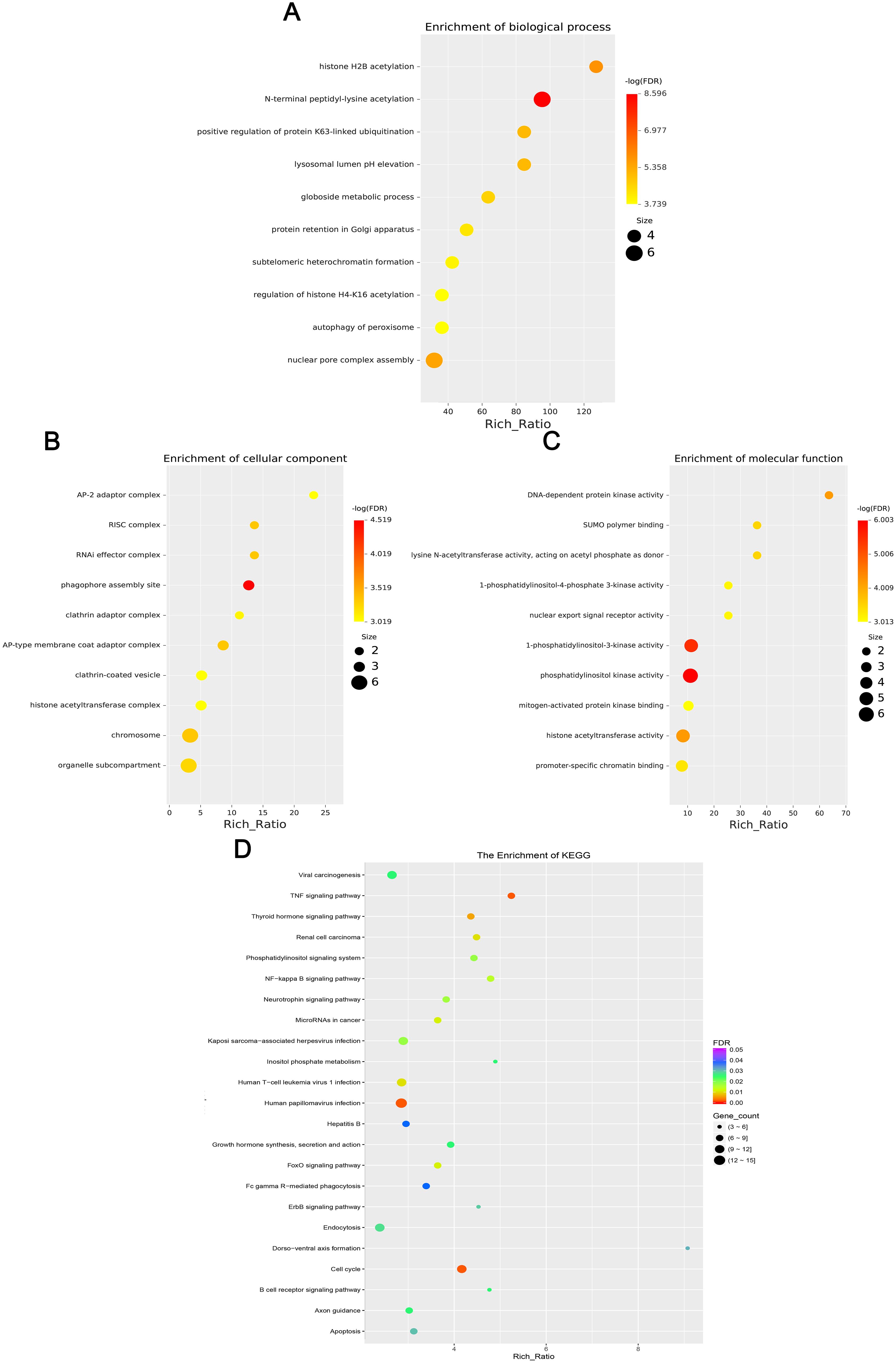 Chart set showing enrichment analyses with scatter plots labeled A, B, C, and D. A displays biological processes; B shows cellular components; C details molecular functions; D illustrates KEGG pathways. Dots vary in size and color to indicate rich ratio and significance levels.