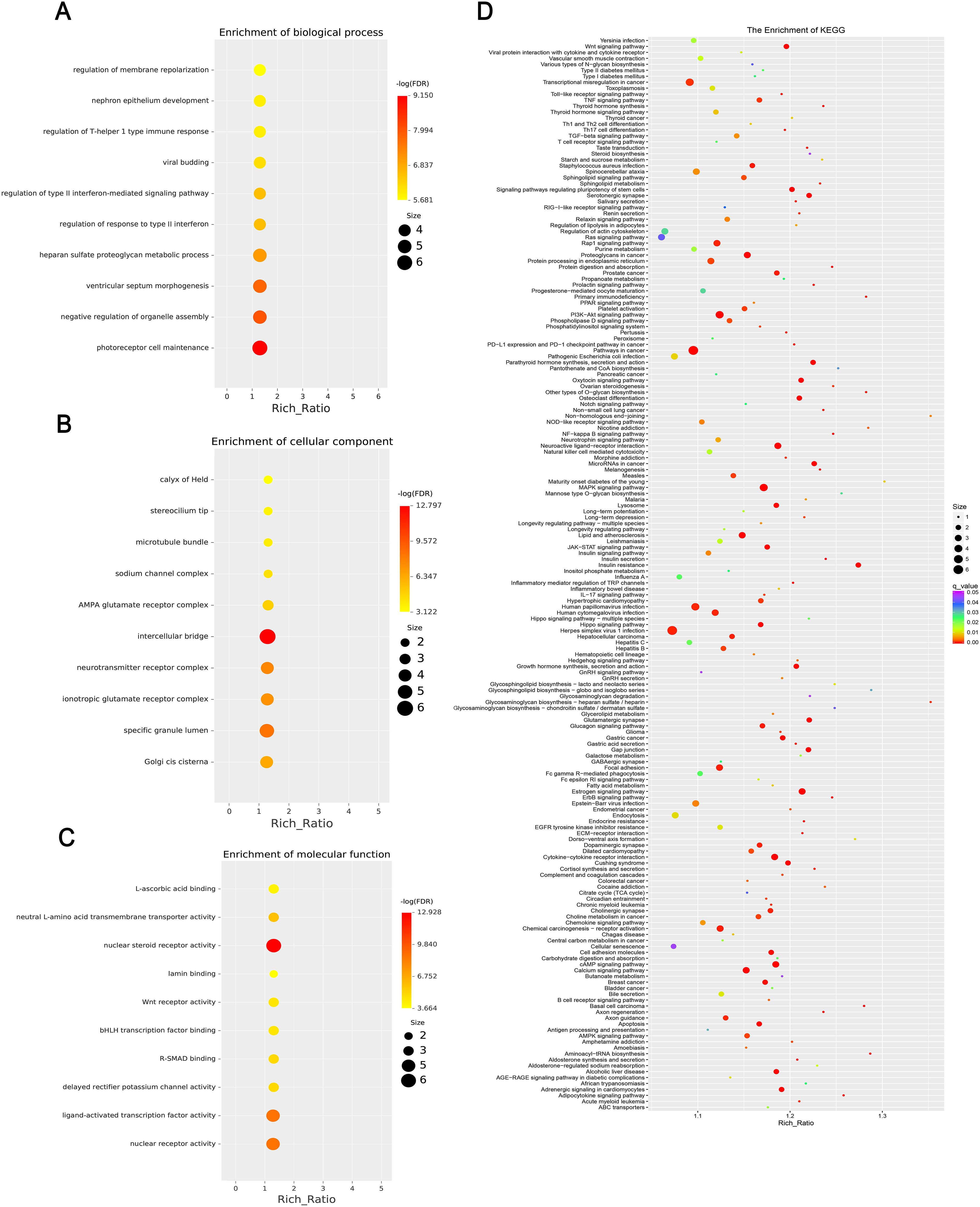 Four-panel image showing data visualizations related to gene enrichment analysis. Panel A displays a dot plot for biological processes, highlighting terms such as “regulation of membrane repolarization.” Panel B shows cellular component enrichment with terms like “calyx of Held.” Panel C illustrates molecular function enrichment focusing on “ascorbic acid binding.” Panel D presents a KEGG pathway enrichment plot with various pathways, coded by color for significance and dot size for richness ratio. Each plot includes a gradient color scale and varying dot sizes to indicate enrichment significance and richness.