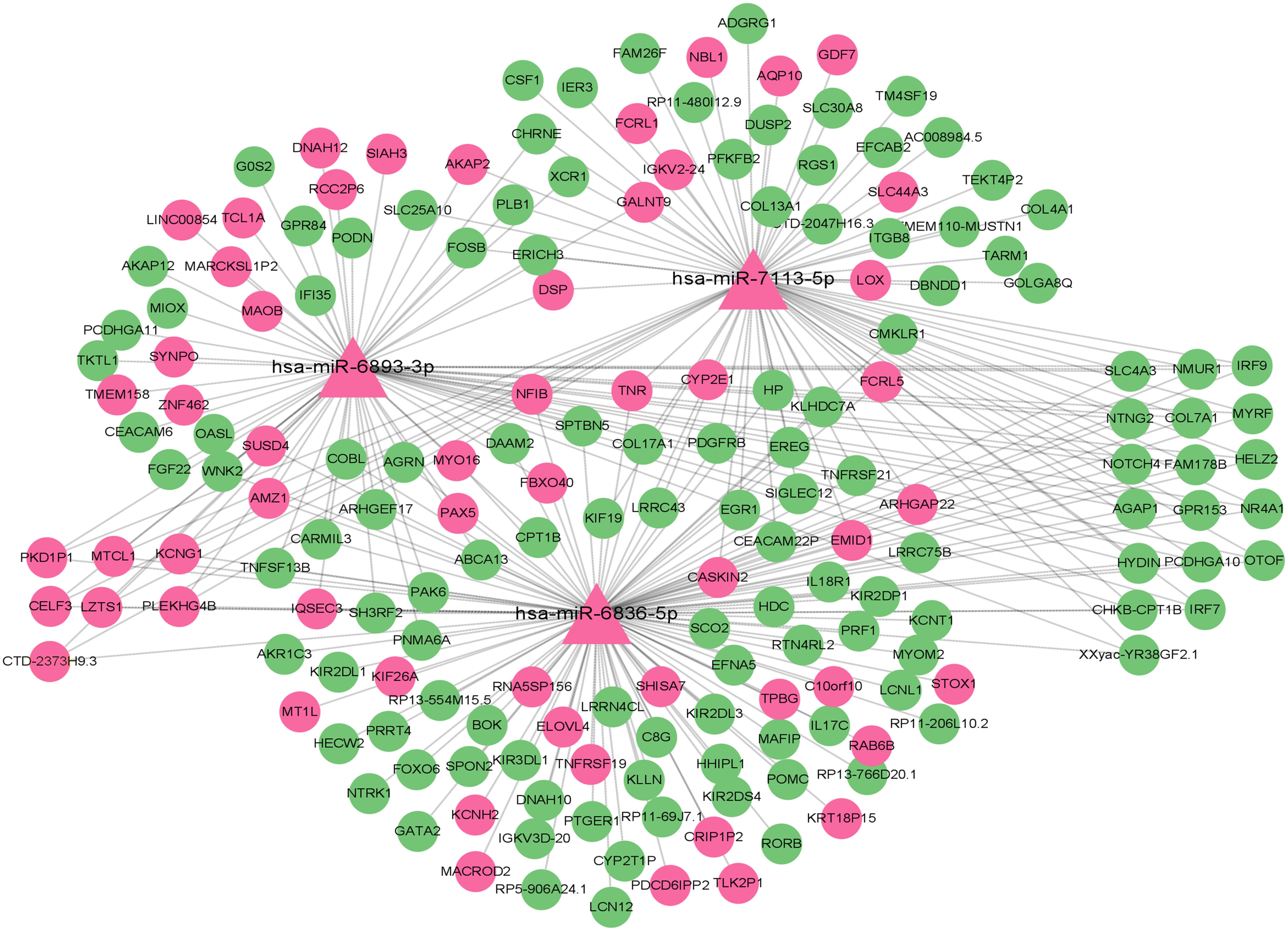 Network diagram showing interactions of three microRNAs, hsa-miR-6893-3p, hsa-miR-7113-5p, and hsa-miR-6836-5p, with various target genes. Nodes are colored pink and green, connected by lines indicating relationships.