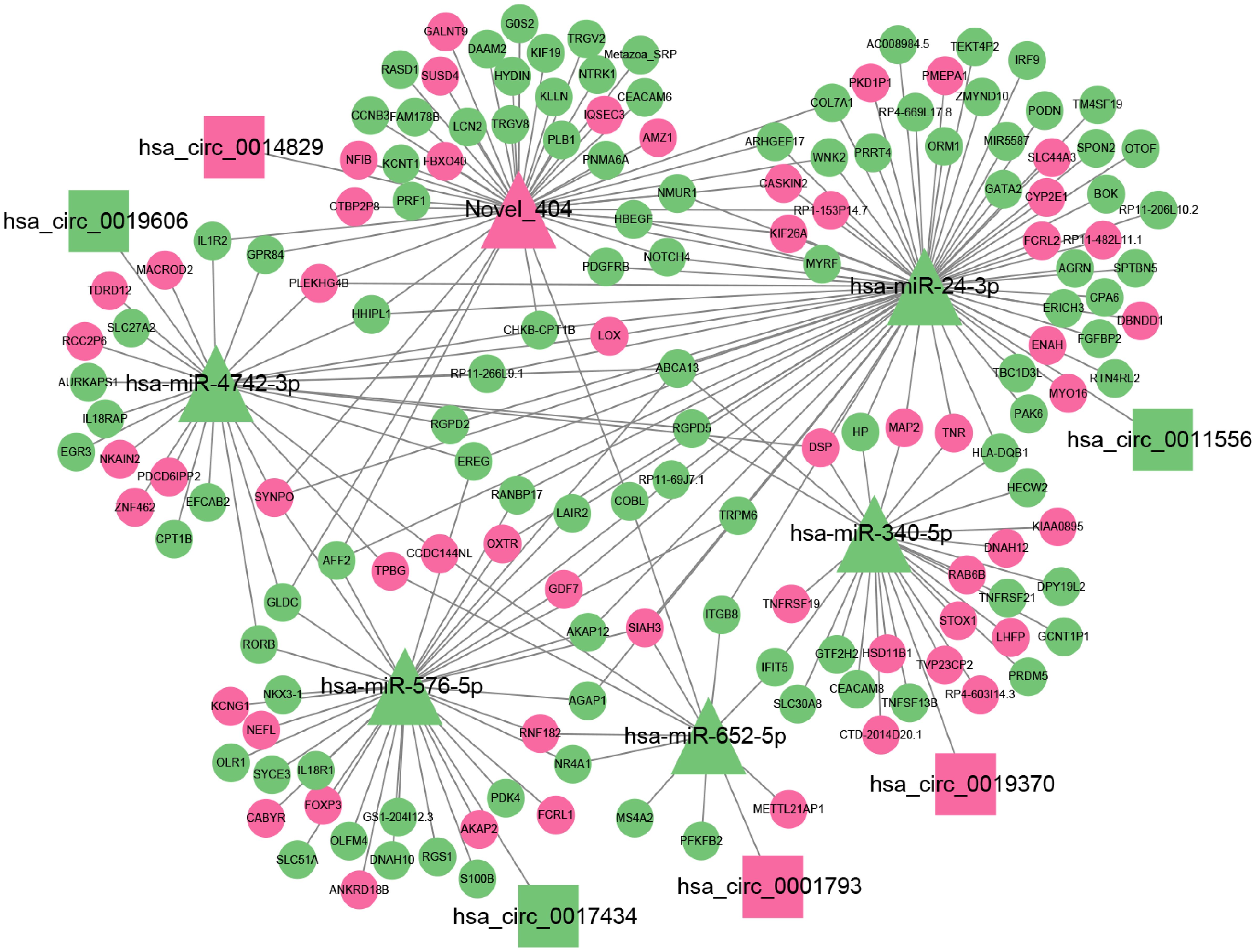 Network diagram showing relationships between circular RNAs (hsa_circ) and microRNAs (hsa-miR). Pink and green nodes represent hsa_circ and hsa-miR entities, respectively, interconnected by lines indicating interactions. Key labels include hsa_circ_0014829, hsa-miR-4742-3p, Novel 404, among others.