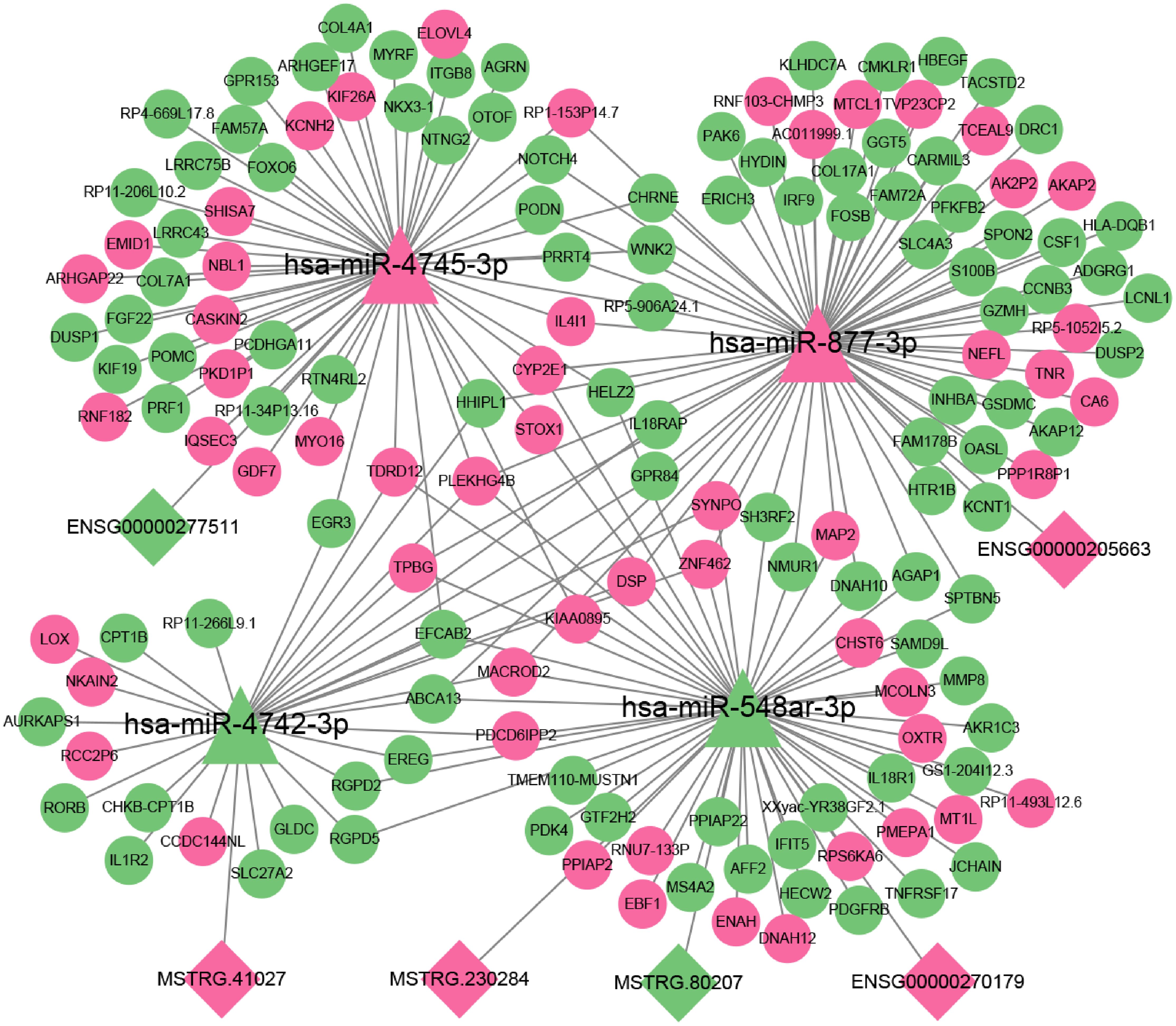 A complex network diagram showing interactions between microRNAs (hsa-miR-4745-3p, hsa-miR-877-3p, hsa-miR-4742-3p, hsa-miR-548ar-3p) and various genes. MicroRNAs are depicted as large pink triangles, while genes are shown as circles of varying colors, primarily green and pink. Green signifies upregulation, pink indicates downregulation, and diamonds represent specific gene identifiers. Lines connect microRNAs to genes, illustrating potential regulatory relationships.