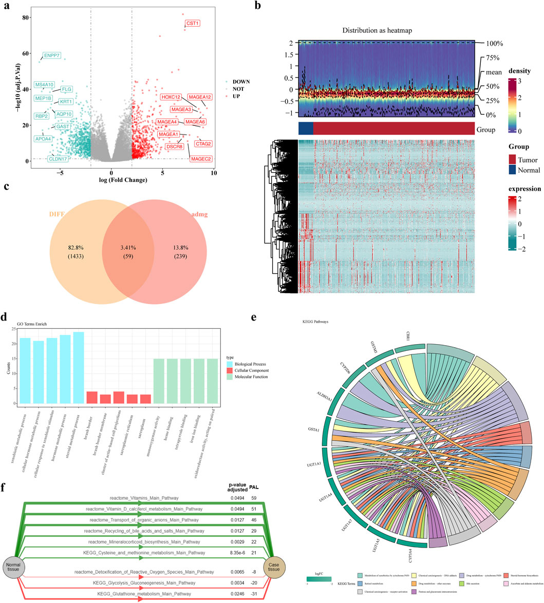 Identification and enrichment analysis of candidate genes. (a,b) Volcano and heat maps of differentially expressed genes (c) Venn diagram of candidate genes (d) GO enrichment results of candidate genes (e) KEGG enrichment results (f) Activation level analysis of KEGG pathway. The green color of the graph represents the activation pathway and the red color represents the inhibition pathway.