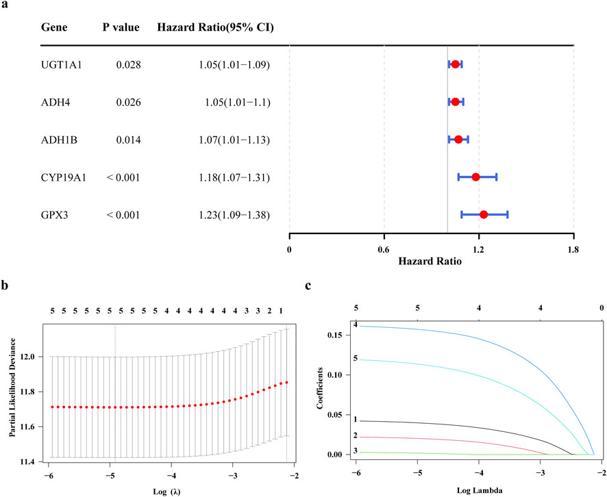 Construction of a prognostic models related to ADME. (a) Forest plot of one-way Cox regression analysis (b) Cross-validation of prognostic gene LASSO regression analysis (c) prognostic gene LASSO regression analysis.