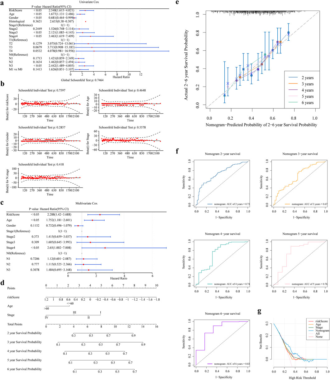 The nomogram was constructed and validated. (a,b) One-way Cox Analysis and PH Hypothesis Test (c) Results of Multifactor Cox Analysis (d) Nomogram Columns (e) Columns 2, 3, 4, 5, and 6 Years Calibration Curves. (f,g) Columns 2, 3, 4, 5, and 6 Years ROC and DCA Curves.
