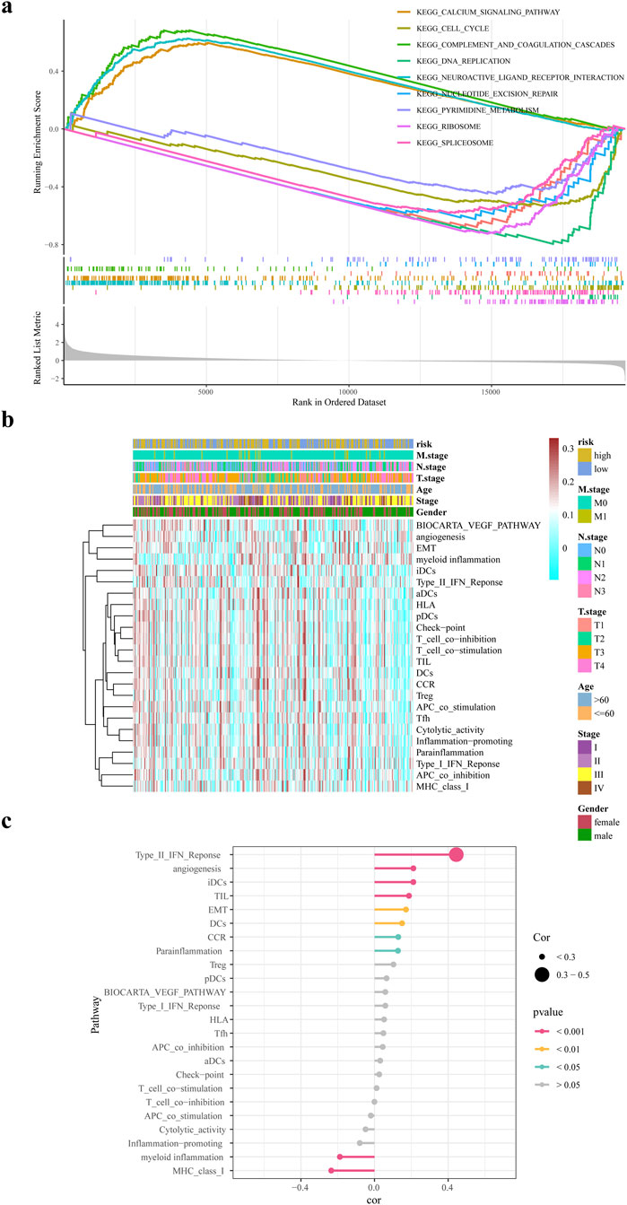 GSEA and GSVA analysis. (a) GSEA enrichment analysis of differential genes in high and low risk groups (b) ssGSEA biological pathway analysis (c) Correlation analysis of risk scores and biological pathways.