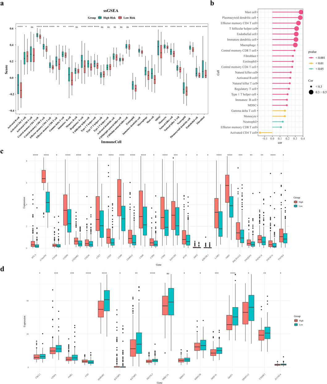 Immune microenvironment analysis. (a) Differential violin plots of immune infiltrating cells in samples from high and low risk groups (b) Correlation analysis between risk scores and differential immune cells (c) Differential violin plots of immune checkpoints in samples from high and low risk groups (d) Differential violin plots of m6A-related genes in samples from high and low risk groups.