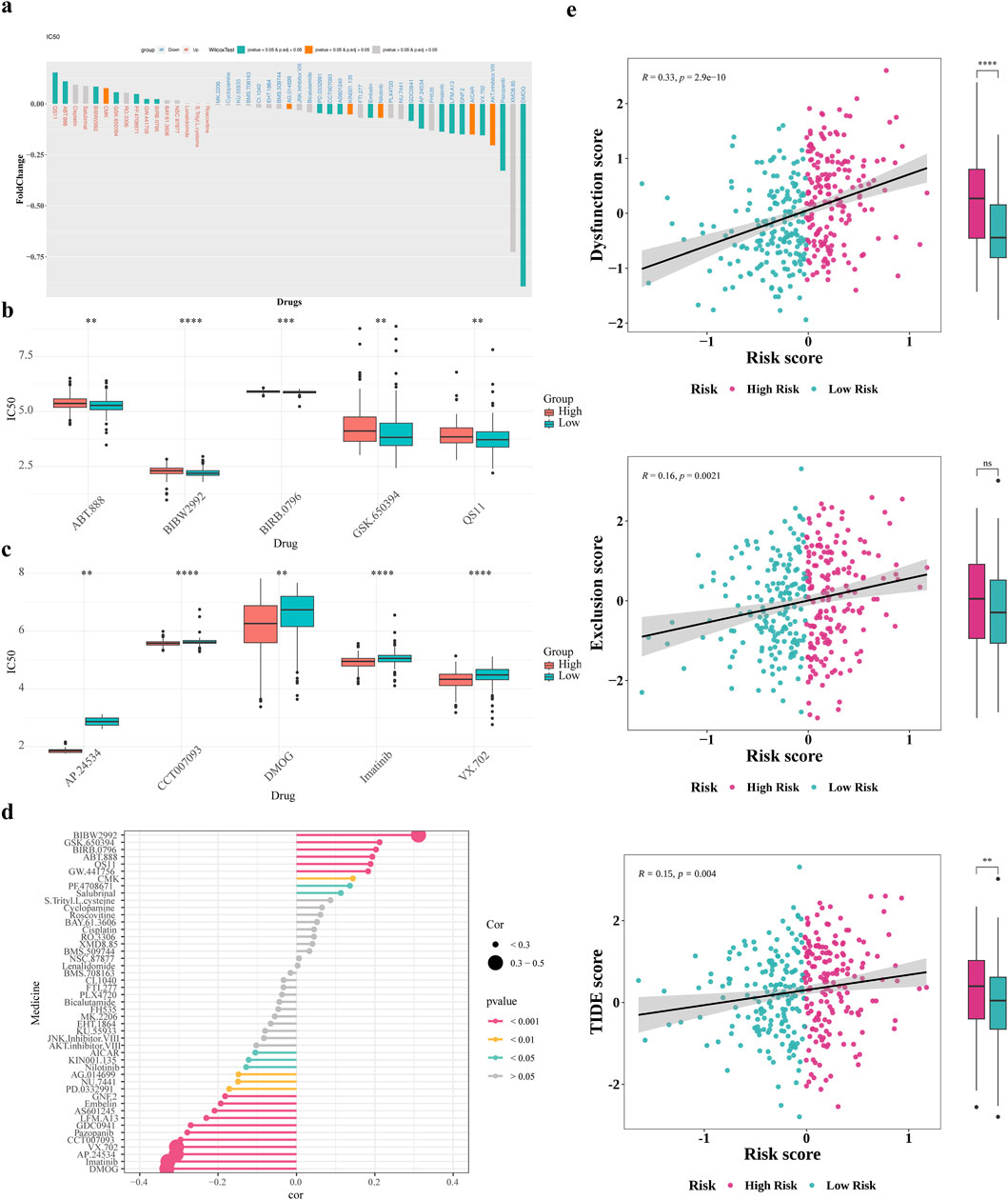 Immunotherapy and prediction of chemotherapy response. (a) Drug sensitivity analysis of patients in the high and low risk groups (b,c) Differences in top5 positive and negative correlation drug IC50 (d) Correlation analysis of drug IC50 values with risk scores (e) Differences in T-cell dysfunction and exclusion scores and TIDE scores of patients in the high and low risk groups.