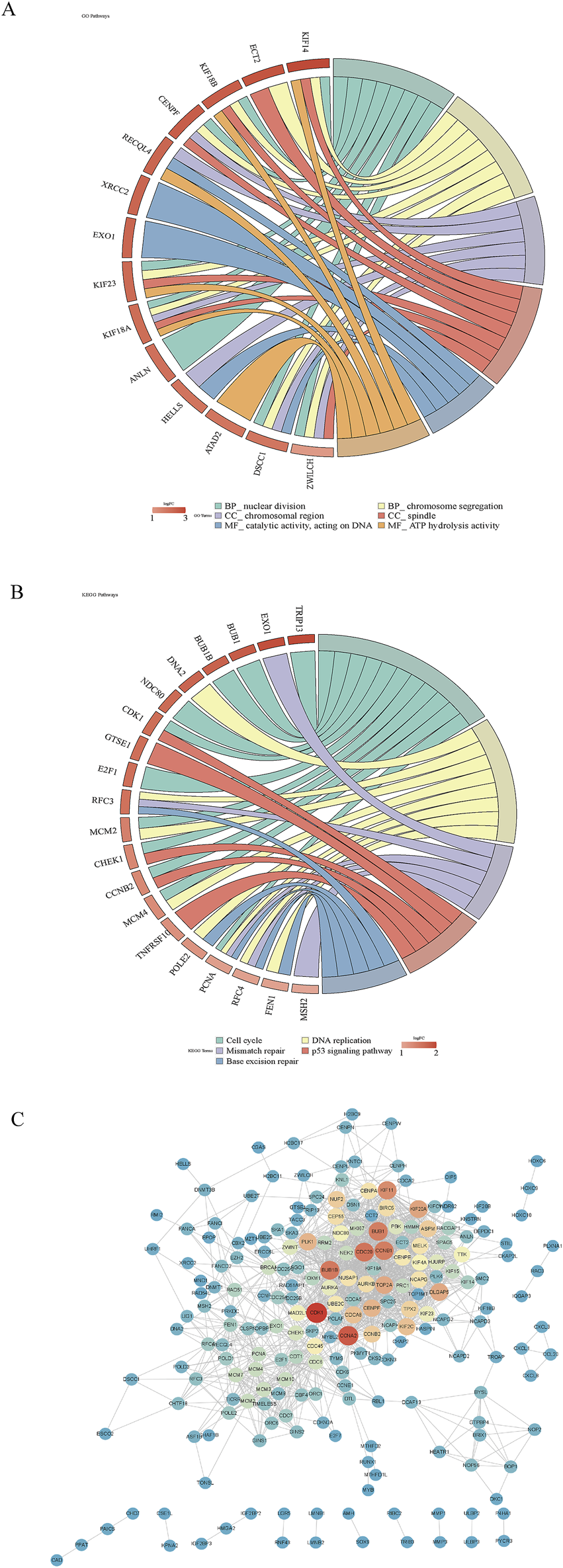 Chart A is a circular diagram showing gene associations across various biological processes, cellular components, and molecular functions, indicated by color-coded segments and lines. Chart B is a similar circular diagram highlighting gene networks within specific pathways such as cell cycle, DNA replication, and repair systems. Chart C is a network diagram displaying gene interactions, with nodes and lines connecting various gene symbols, indicating complex interrelations.