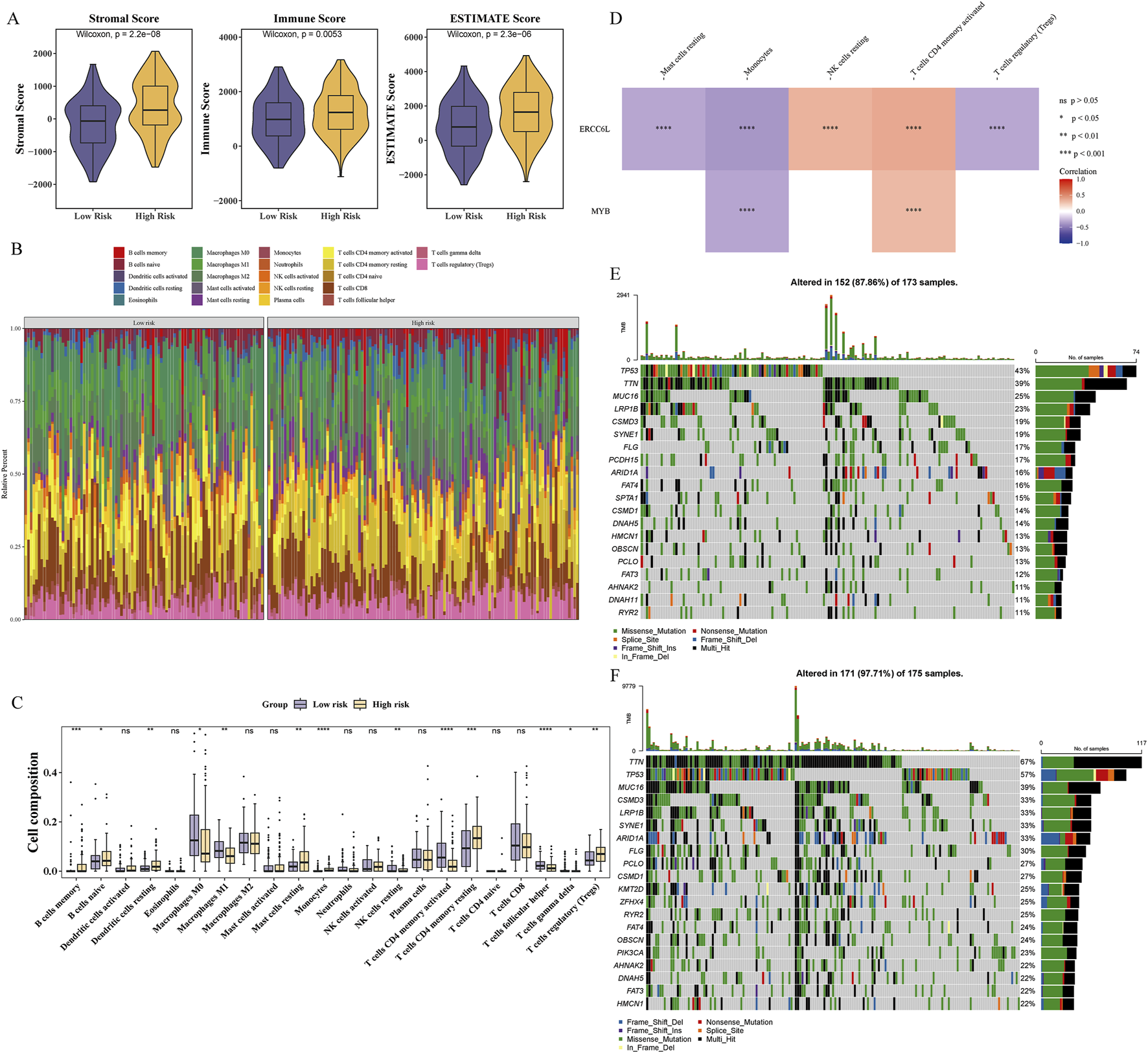 Violin plots in panel A show stromal, immune, and ESTIMATE scores for low and high-risk groups. Panel B displays a stacked bar chart of immune cell composition in two groups. Panel C presents box plots of cell composition across different cell types in low and high-risk groups, with statistical significance indicated. Panel D is a heatmap showing correlations between genes with color-coded significance. Panels E and F display oncoplots with mutation data for gene samples, highlighting types of mutations and percentages of samples altered.