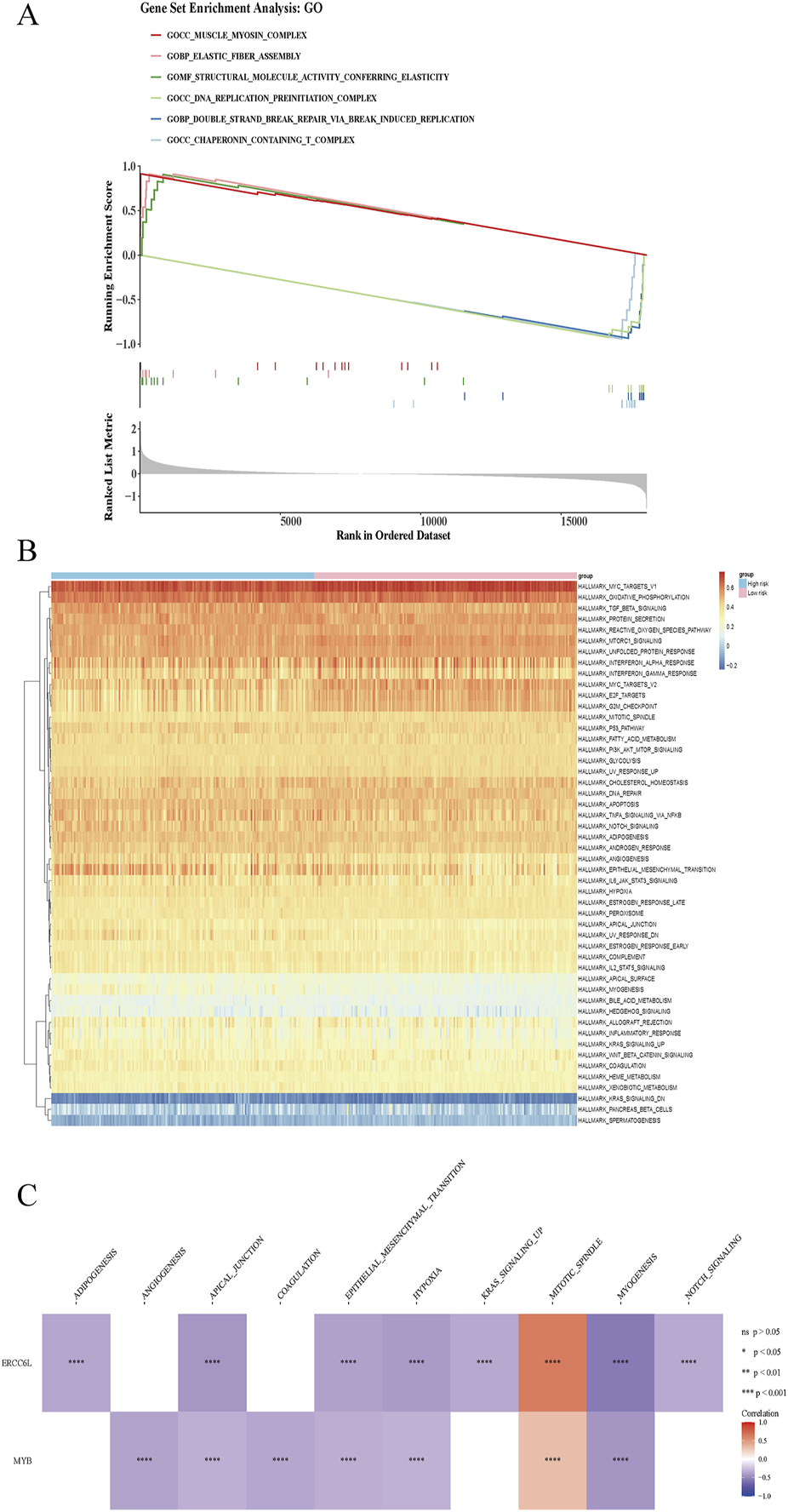 Panel A shows a gene set enrichment analysis graph with different gene sets labeled and their enrichment scores plotted. Panel B displays a heatmap indicating expression levels of various gene sets, differentiated by color intensity. Panel C is a correlation matrix highlighting the significance of several biological processes across two genes, ERCC6L and MYB, with color-coded significance levels.