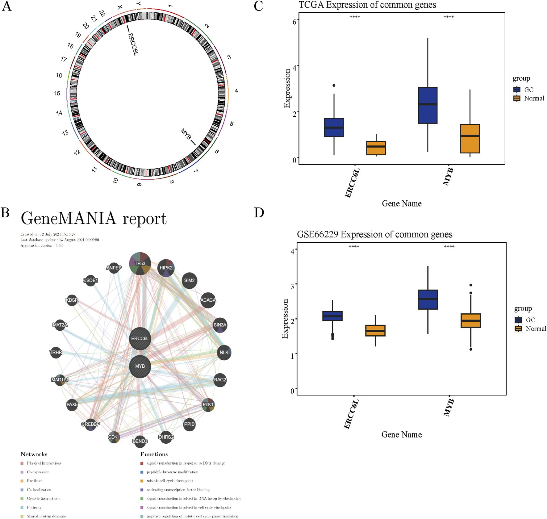 Panel A shows a circular diagram of chromosome locations for ERCC6L and MYB genes. Panel B presents a GeneMANIA network report showing gene interactions with colored lines indicating different functions. Panel C is a box plot comparing TCGA gene expression levels of ERCC6L and MYB in gastric cancer (GC) and normal tissues, with higher expression in cancer. Panel D displays a similar box plot for GSE66229 dataset, again showing higher expression in GC. Panels C and D use blue and orange boxes to represent cancer and normal tissues, respectively.