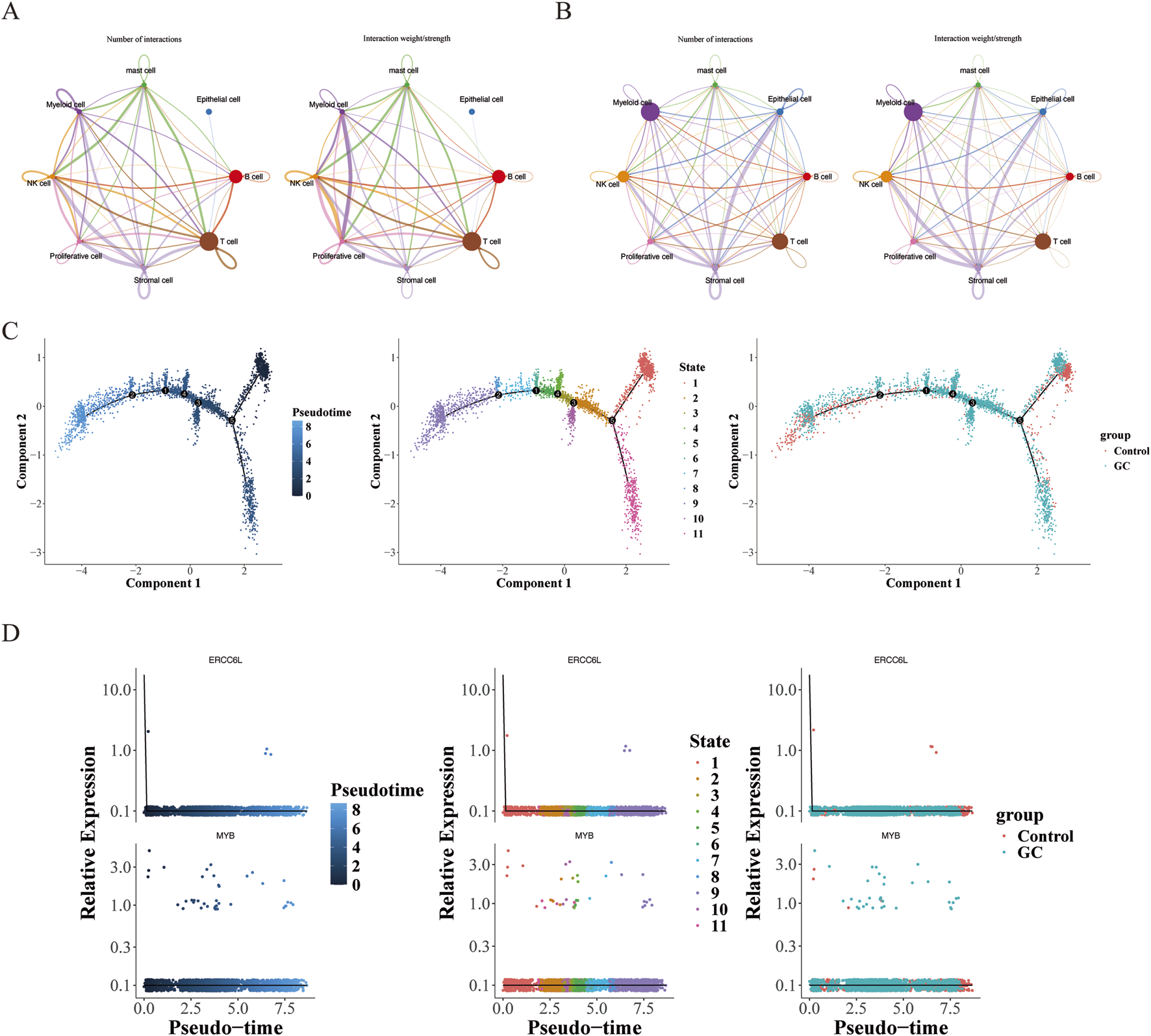 Diagrams and plots illustrating cell interaction networks and gene expression over pseudotime. (A) Shows interaction networks among various cell types, indicating number and strength. (B) Similar networks possibly under different conditions. (C) Three plots of cell differentiation trajectories over pseudotime with gradient coloring for pseudotime, cell state, and group (control versus GC). (D) Shows relative gene expression of ERCBL and MYB plotted against pseudotime, with coloring representing pseudotime, state, and group.