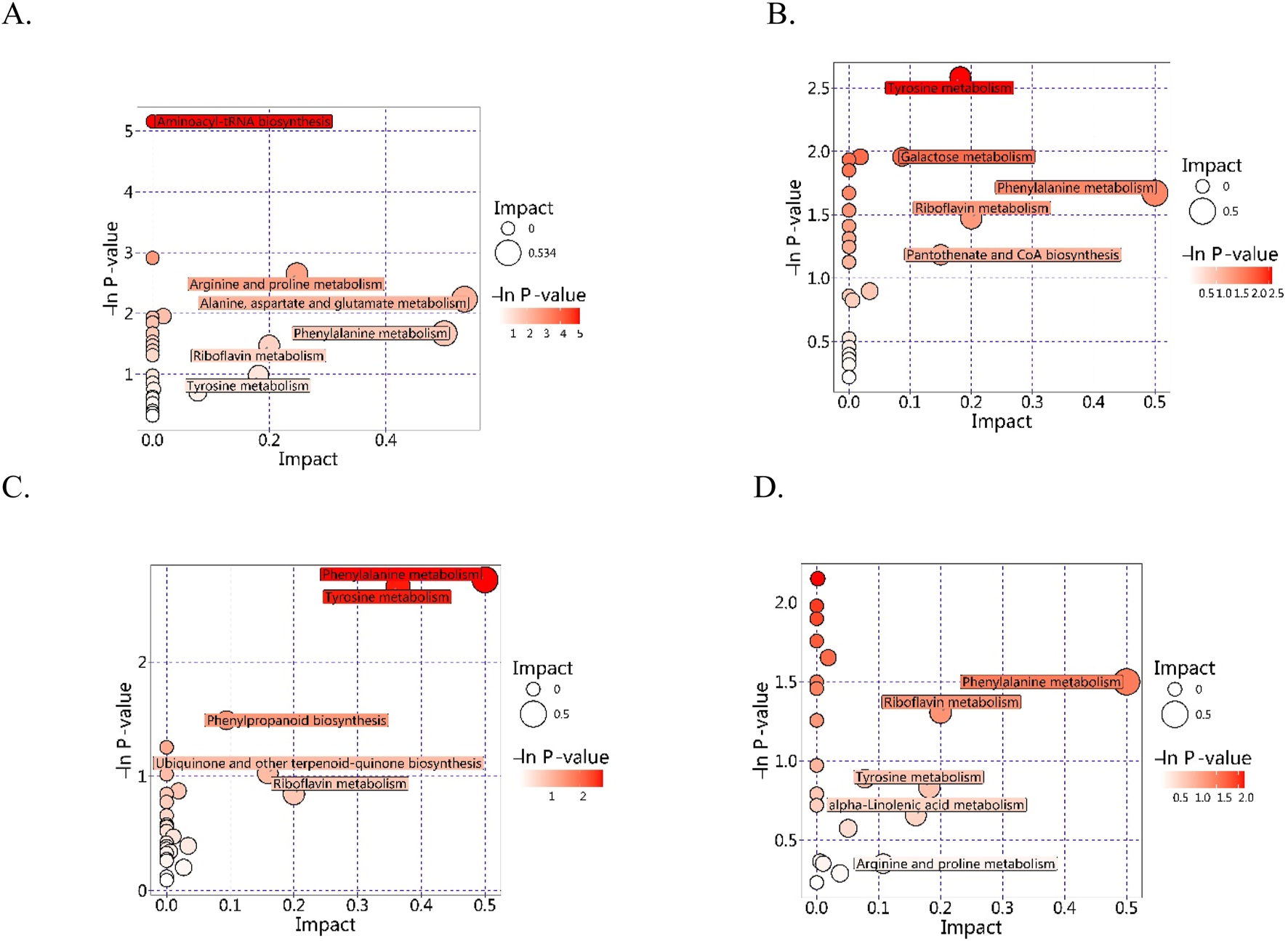 Four scatter plots labeled A, B, C, and D depict metabolic pathway analysis results. Each plot shows data points representing pathways with their impact on the x-axis and negative logarithm of P-values on the y-axis. Bubble sizes indicate the impact level, and colors range from white to red, representing P-value significance from lower to higher. Key pathways include aminoacyl-tRNA biosynthesis, tyrosine metabolism, and riboflavin metabolism, among others. Each plot has a legend detailing impact and P-value scales.