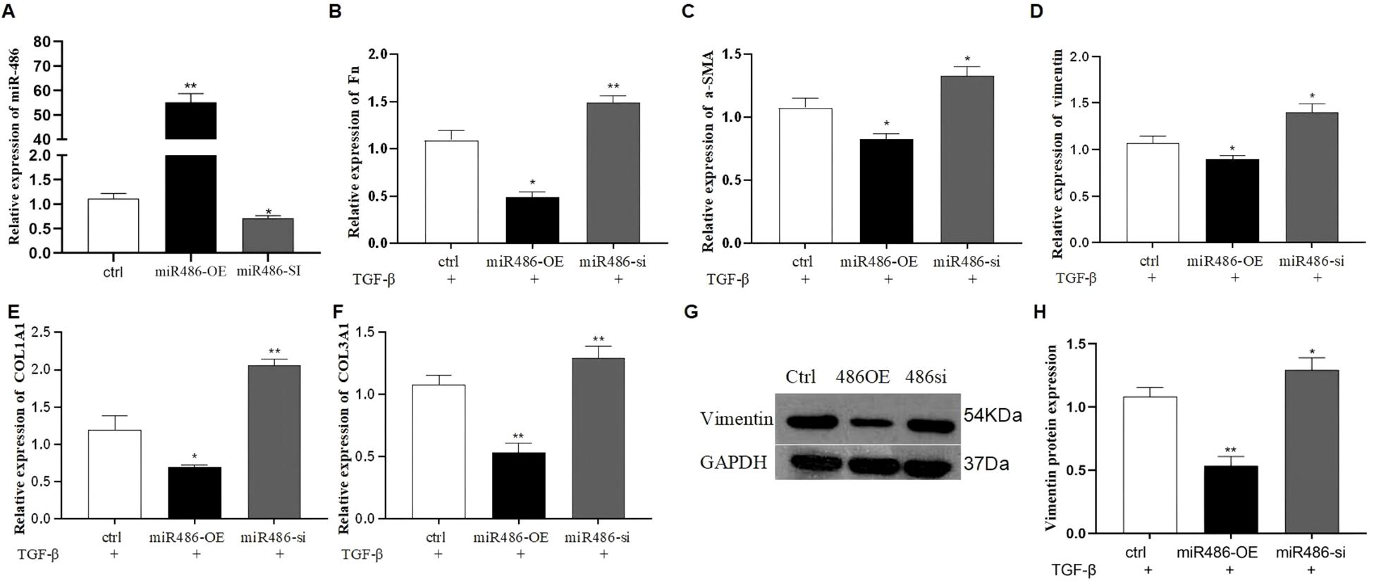 Graphical data shows the expression levels of various proteins and miR-486 under control, miR486-OE, and miR486-si conditions with TGF-beta. Charts labeled A through F depict relative expression of miR-486, Fn, alpha-SMA, vimentin, COL1A1, and COL3A1. Panel G displays Western blot results for vimentin and GAPDH proteins. Graph H quantifies vimentin protein expression. Significant differences are indicated by asterisks.