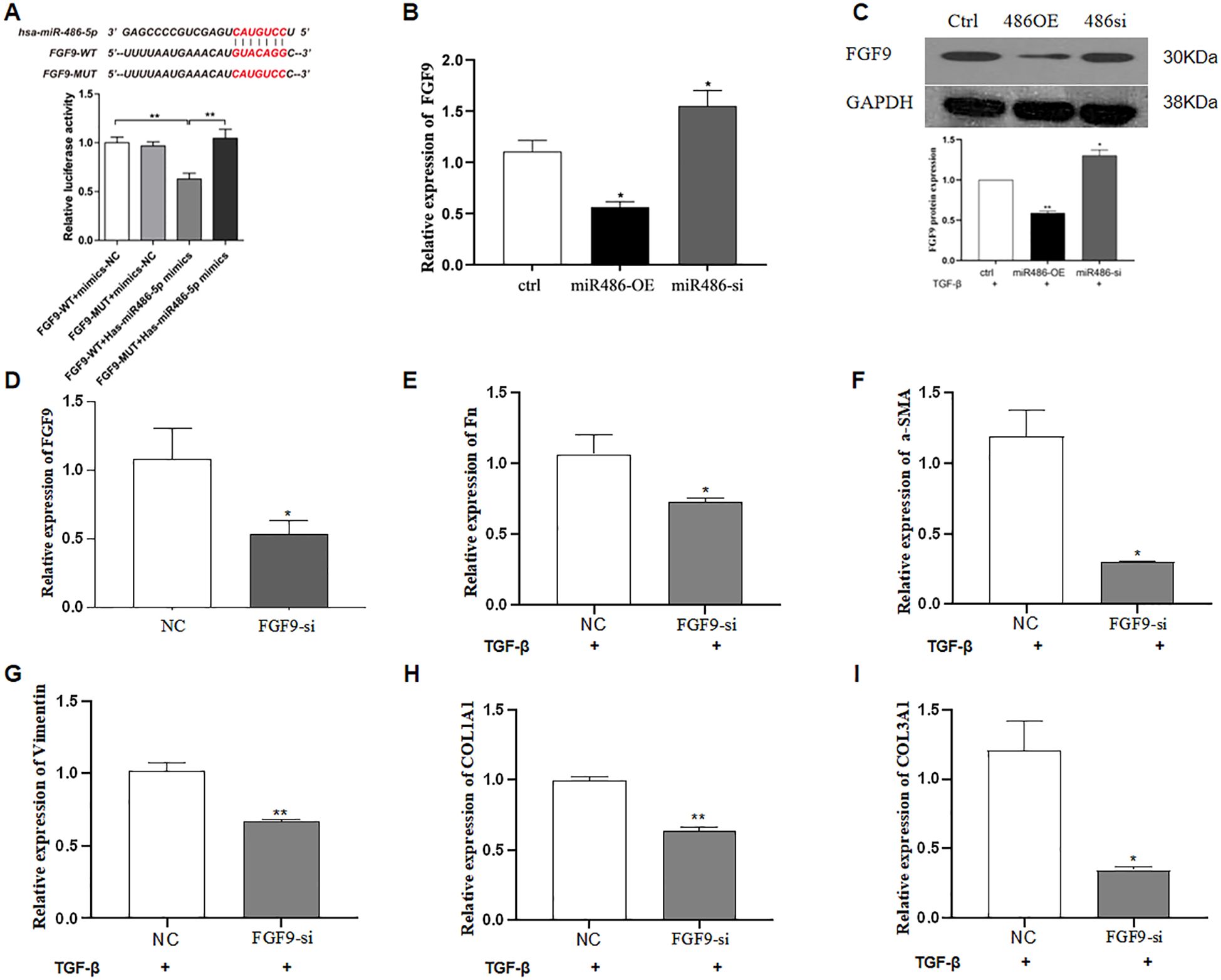 Charts A to G display bar graphs comparing the relative expression levels of various markers between NC-exosome and miR-486-Over-exosome groups with TGF-β treatment. miR-486 levels are significantly higher in miR-486-Over-exosome (A). Bar graphs B to G show reduced expression in the miR-486-Over-exosome group for tFn, α-SMA, COL1A1, COL3A1, vimentin, and TGF9. Images H and I are Western blots for vimentin and FGF9, showing lower protein expression in the miR-486-Over-exosome group, with bar graphs indicating the quantification of expression levels. Statistical significance is noted with asterisks.