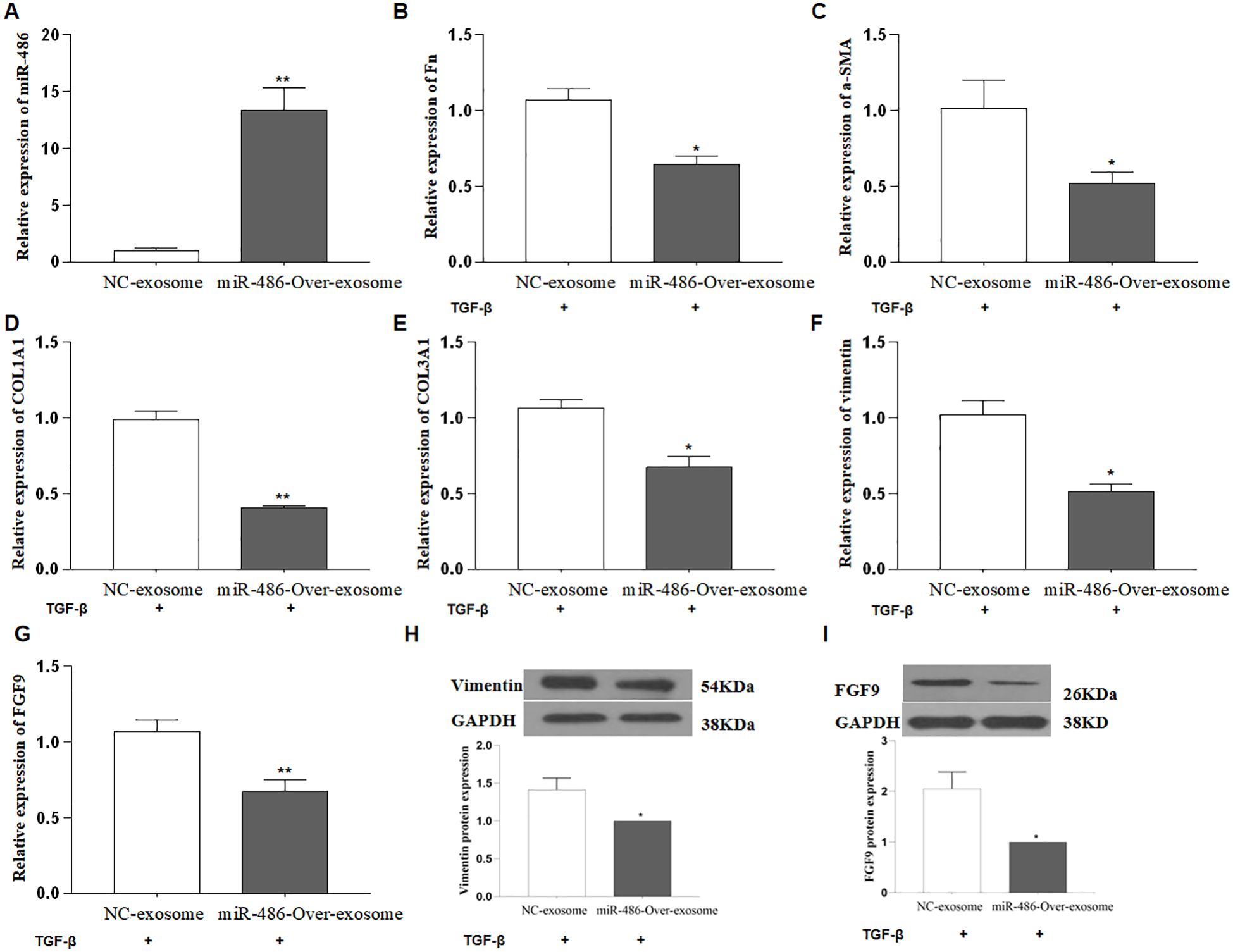 Graphs and a western blot in a composite image illustrate the effects of miR486 and FGF9 expression. Panel A shows luciferase activity for FGF9 and miR486. Panel B depicts relative FGF9 expression in different conditions. Panel C features a western blot showing FGF9 and GAPDH levels. Panels D to I present bar graphs showing the relative expression of FGF9, FN, α-SMA, Vimentin, COL1A1, and COL3A1 with various treatments; significant differences are marked by asterisks.