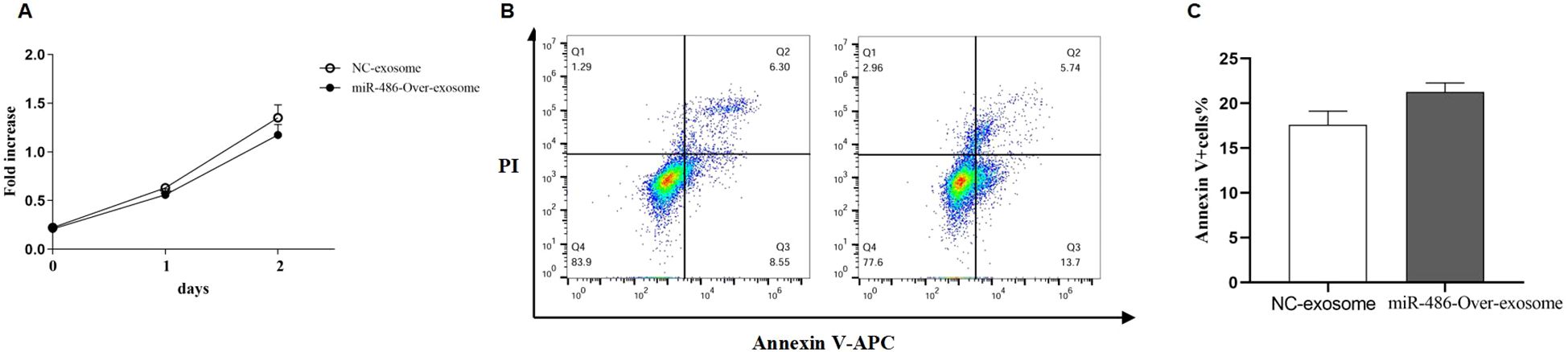 Panel A shows a line graph depicting fold increase of NC-exosome and miR-486-Over-exosome over two days. Panel B includes flow cytometry dot plots illustrating Annexin V-APC versus PI staining, with quadrant percentages labeled. Panel C is a bar graph comparing the percentage of Annexin V positive cells, showing higher values in miR-486-Over-exosome compared to NC-exosome.