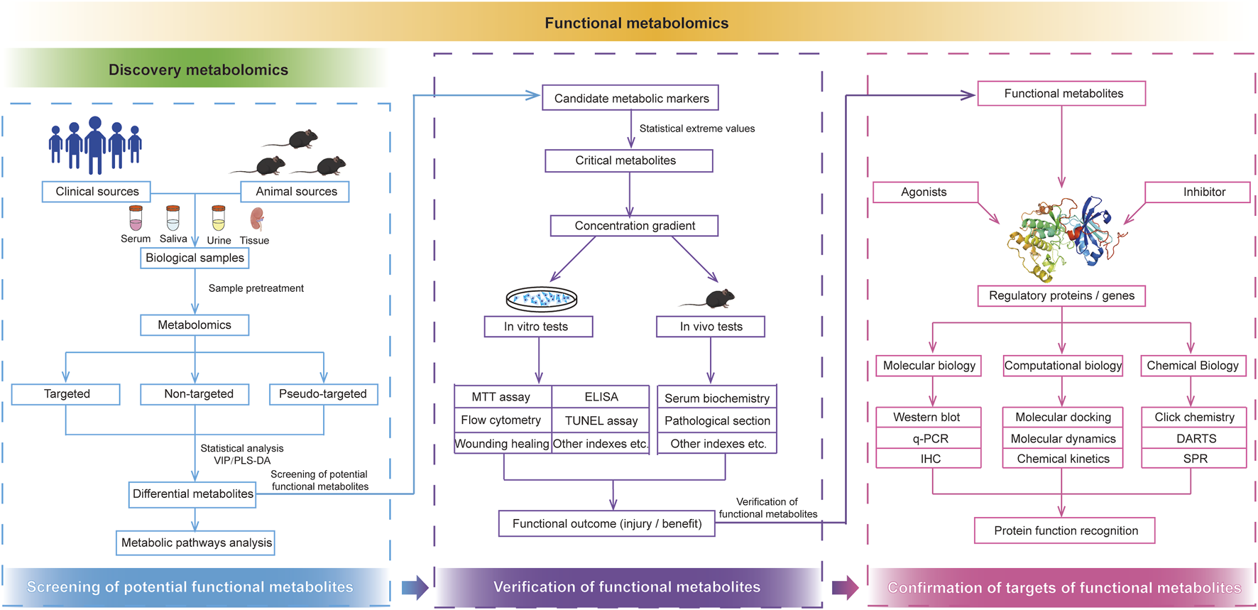 Flowchart illustrating the process of screening, verifying, and confirming functional metabolites. It is divided into three sections: Discovery Metabolomics, Functional Metabolomics, and Confirmation of Targets. The process involves obtaining biological samples, conducting metabolomic analyses, identifying and testing critical metabolites, and analyzing regulatory proteins and genes using various biological techniques to understand protein function.