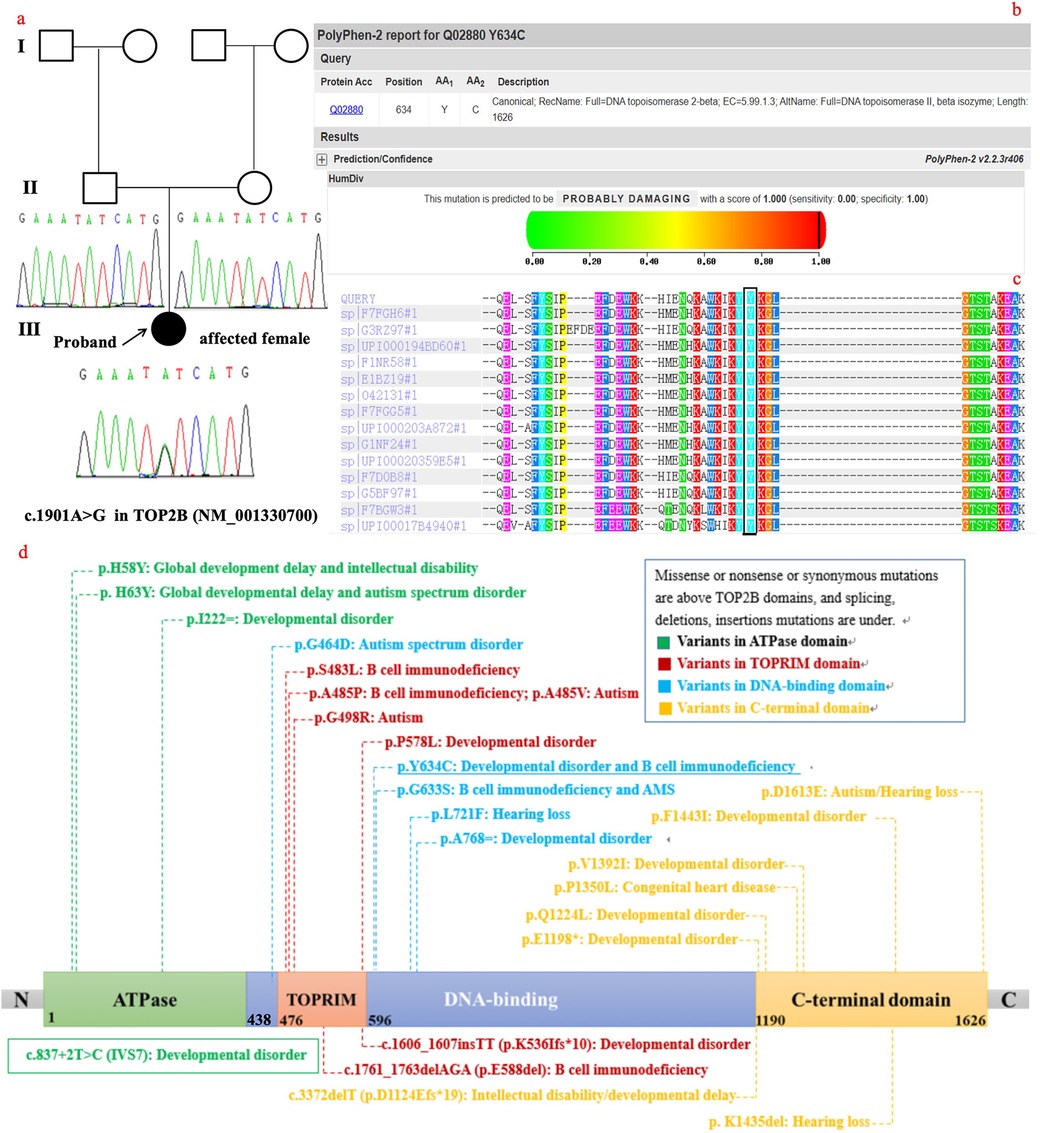 Genetic analysis illustration showing a family pedigree indicating an affected female proband with a genetic mutation, c.1901A>G in TOP2B. Features include sequence charts, PolyPhen-2 report predicting the mutation as probably damaging, alignment of protein domains, and noted gene variants with associated disorders such as autism spectrum, developmental disorder, and B cell immunodeficiency.
