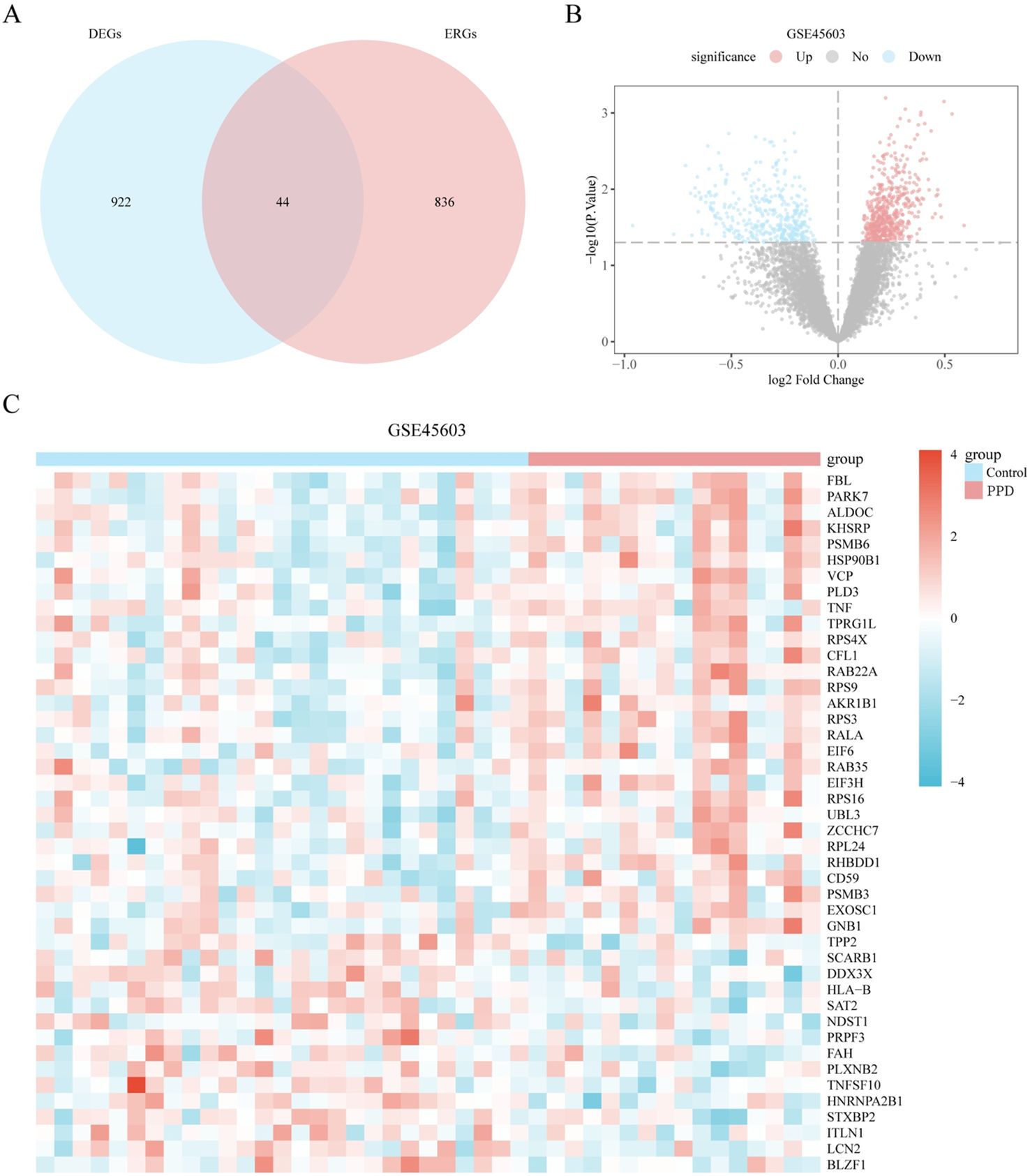 Panel A shows a Venn diagram comparing DEGs (922) and ERGs (836), with 44 overlapping genes. Panel B illustrates a volcano plot from dataset GSE45603, highlighting ‘Up’ in red, ‘Down’ in blue, and ‘No’ significance in gray points. Panel C features a heatmap with expression levels of various genes, distinguished by colors blue to red, indicating the groups 'Control' and 'PPD'.