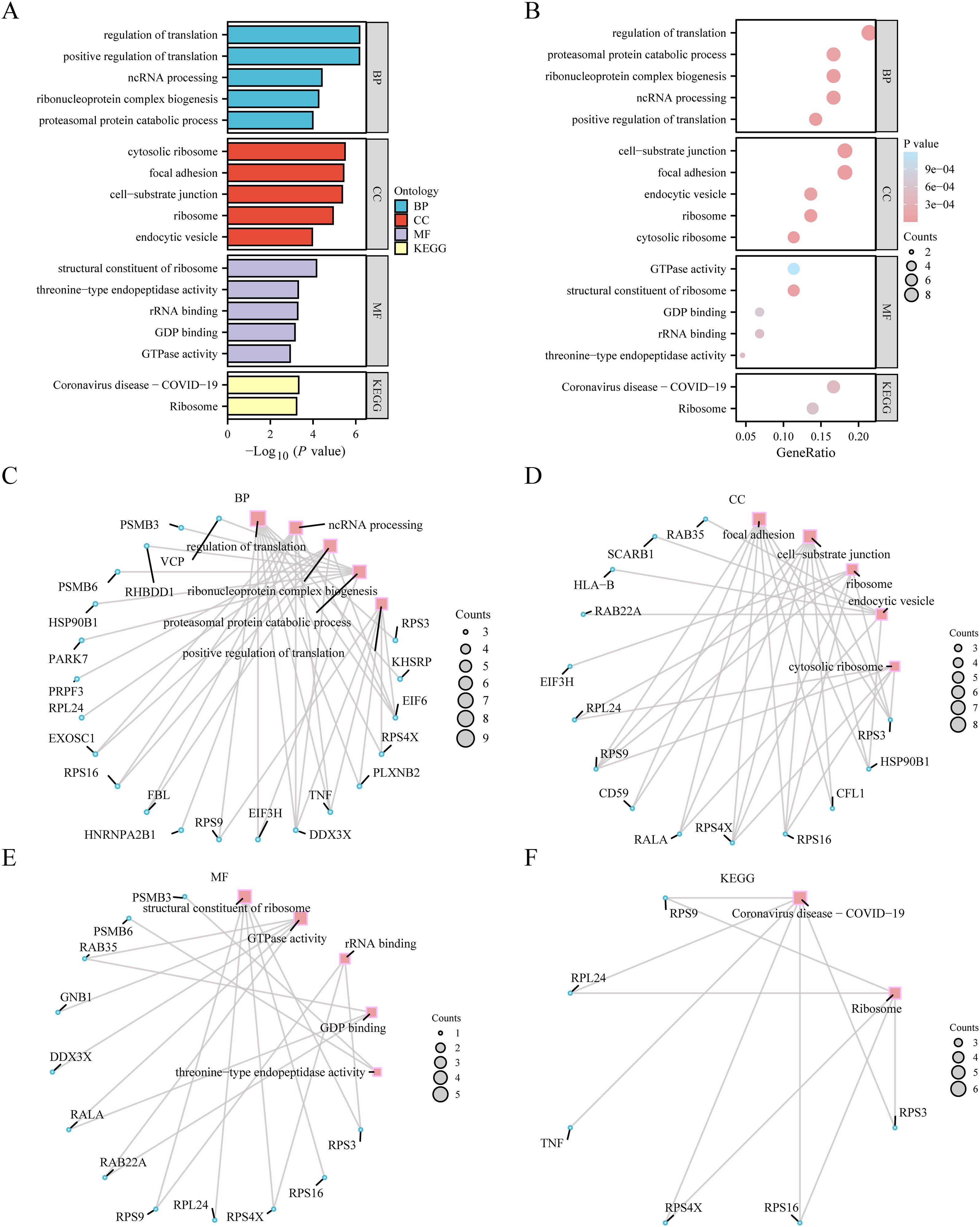 Grouped image includes various bioinformatics visualizations. Panel A shows a bar plot with categories like regulation of translation, proteasomal protein catabolic process, and Coronavirus disease – COVID-19, categorized by ontology colors. Panel B presents a dot plot for gene ratio analysis with similar categories. Panels C to F display network diagrams, illustrating relationships among genes and processes such as ribosome biogenesis, focal adhesion, and COVID-19. Each panel is divided by ontology types: BP (Biological Process), CC (Cellular Component), MF (Molecular Function), and KEGG pathways.