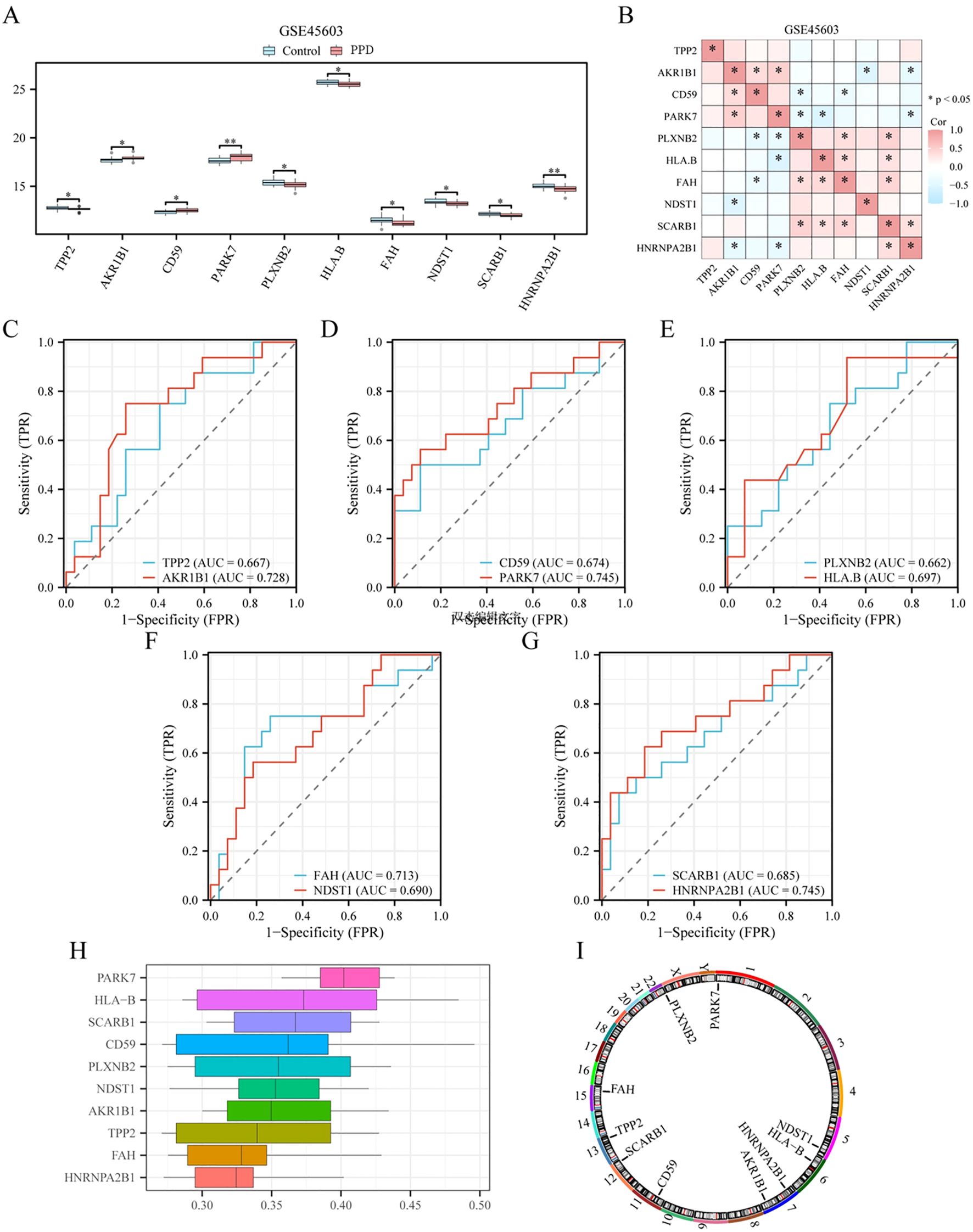 Panel A shows box plots comparing gene expression levels between control and PPD groups. Panel B presents a correlation heatmap with significance markers. Panels C to G display ROC curves for different genes with AUC values. Panel H is a bar chart of gene importance scores. Panel I is a circular diagram illustrating gene interactions.