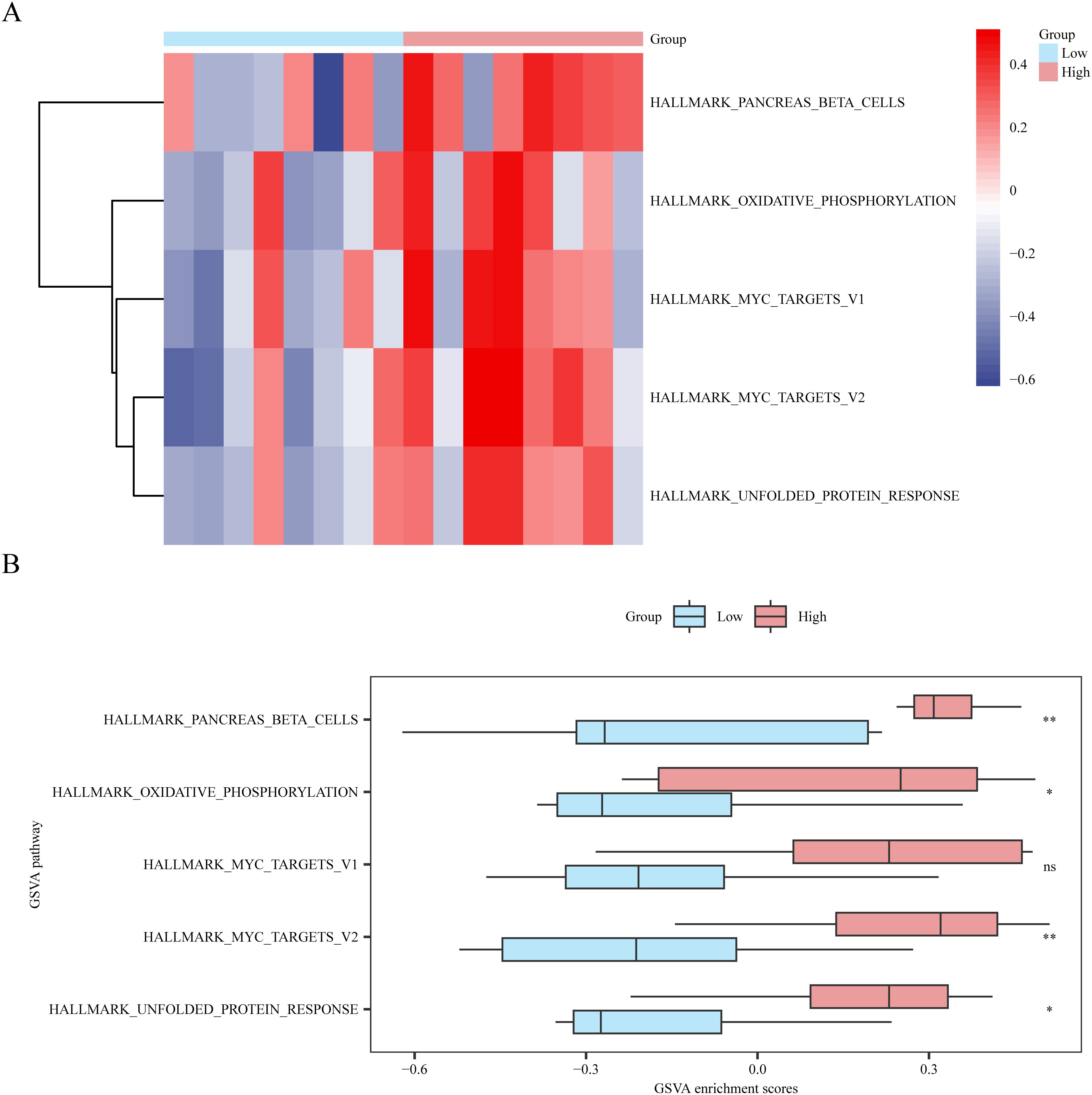 Panel A shows a heatmap with color-coded values ranging from blue to red, representing different gene expression levels across various pathways. Panel B presents a boxplot comparing GSVA enrichment scores for pathways, depicting differences between low and high groups, color-coded as blue and red.