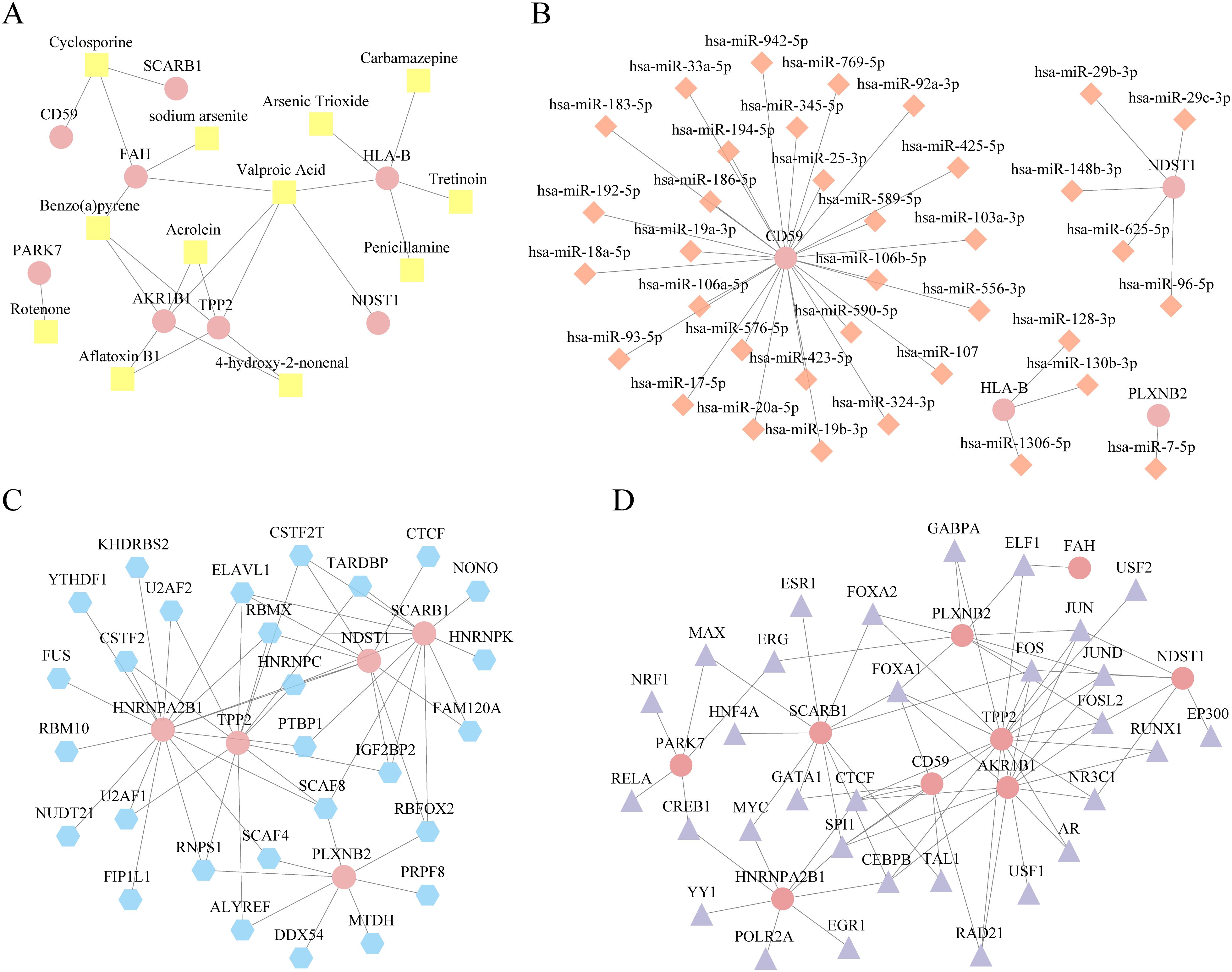 Four complex network diagrams labeled A through D illustrate interactions between various compounds, genes, and molecules. A: Shows interactions among compounds like cyclosporine and genes such as CD59. Nodes are circles, diamonds, and squares. B: Displays relationships between different hsa-miR molecules and genes like NDST1. Nodes are circles and diamonds. C: Features interactions between proteins like U2AF2 and genes such as SCARB1. Nodes are circles and hexagons. D: Illustrates connections between transcription factors like FOXA2 and genes including AKR1B1. Nodes are circles and triangles.
