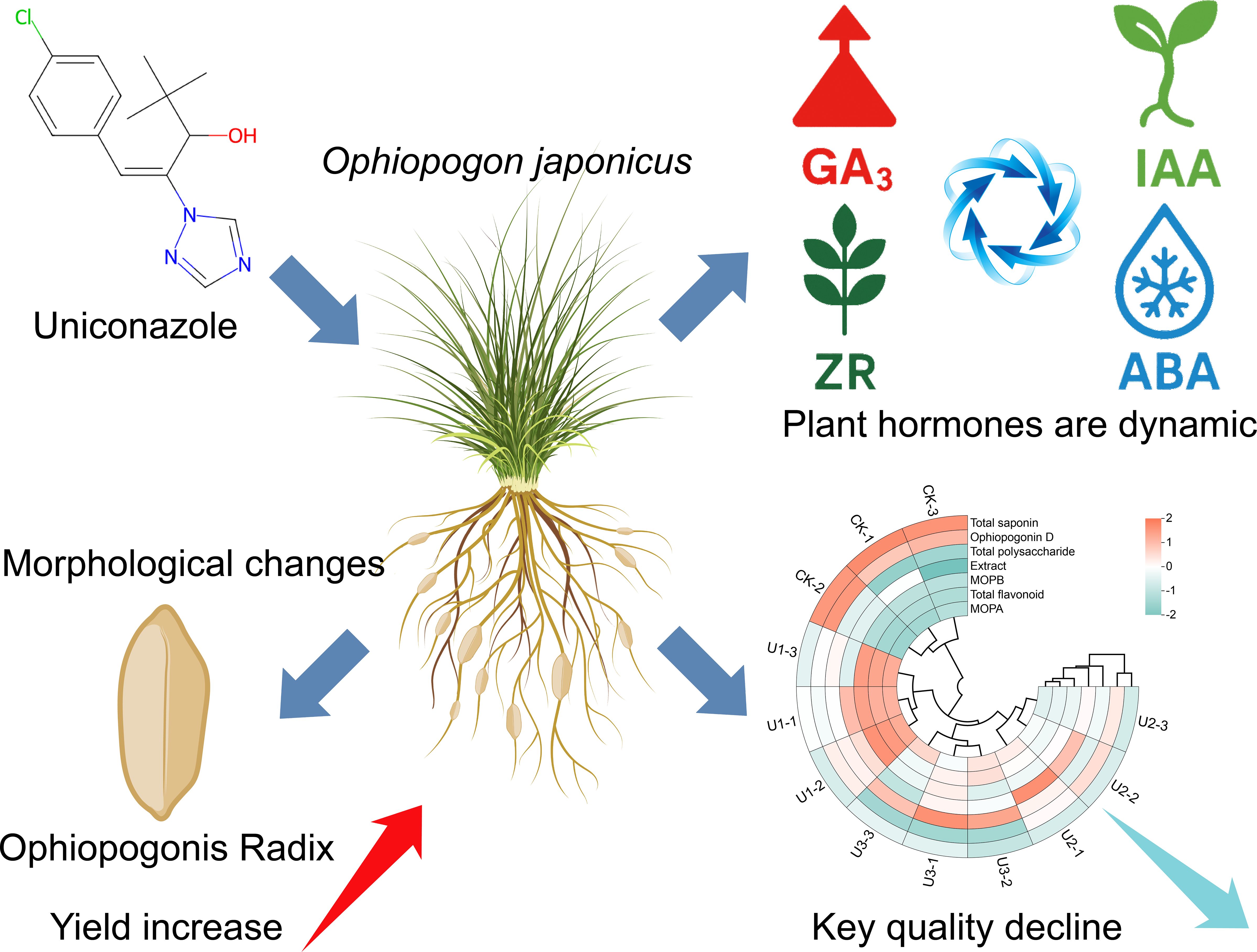 Illustration of the effects of Uniconazole on Ophiopogon japonicus. It shows chemical structure, plant morphology changes, hormone dynamics (GA₃, IAA, ZR, ABA), and impact on Ophiopogonis Radix yield and quality. A circular chart indicates quality decline, highlighting changes in saponin, Ophiopogonin D, polysaccharides, flavonoids, MOPB, and MOPA.